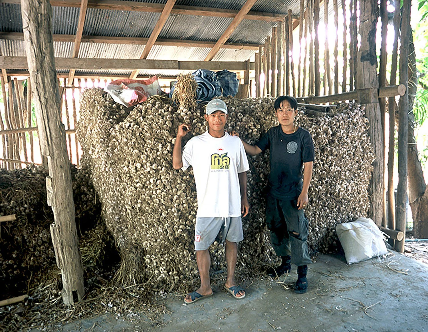 Garlic in Northern Thailand