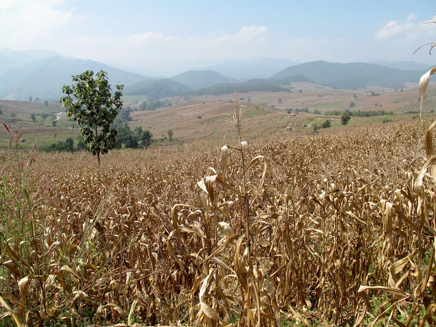 Cornfield