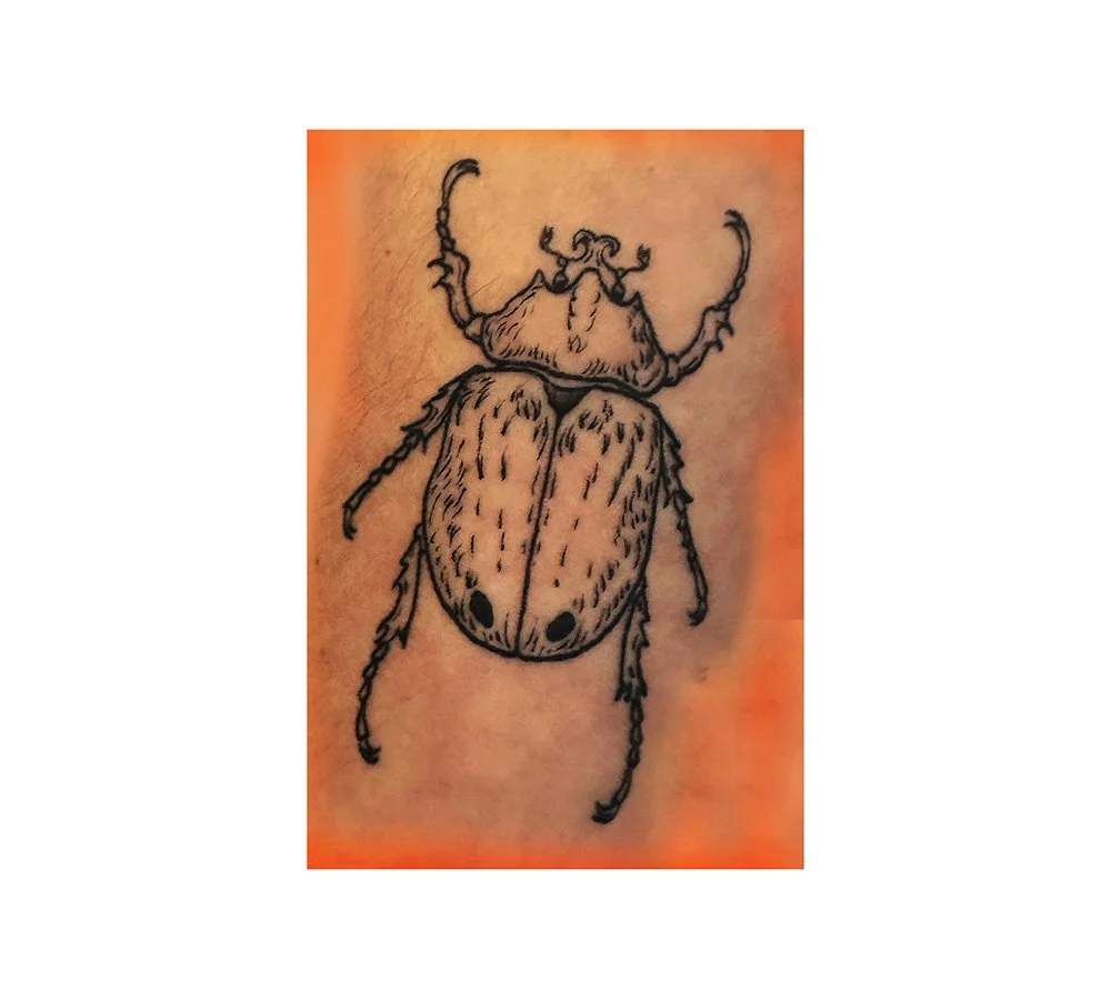 Insects