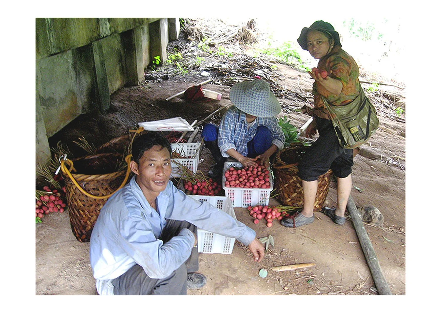 Lychee Fruit Harvesting