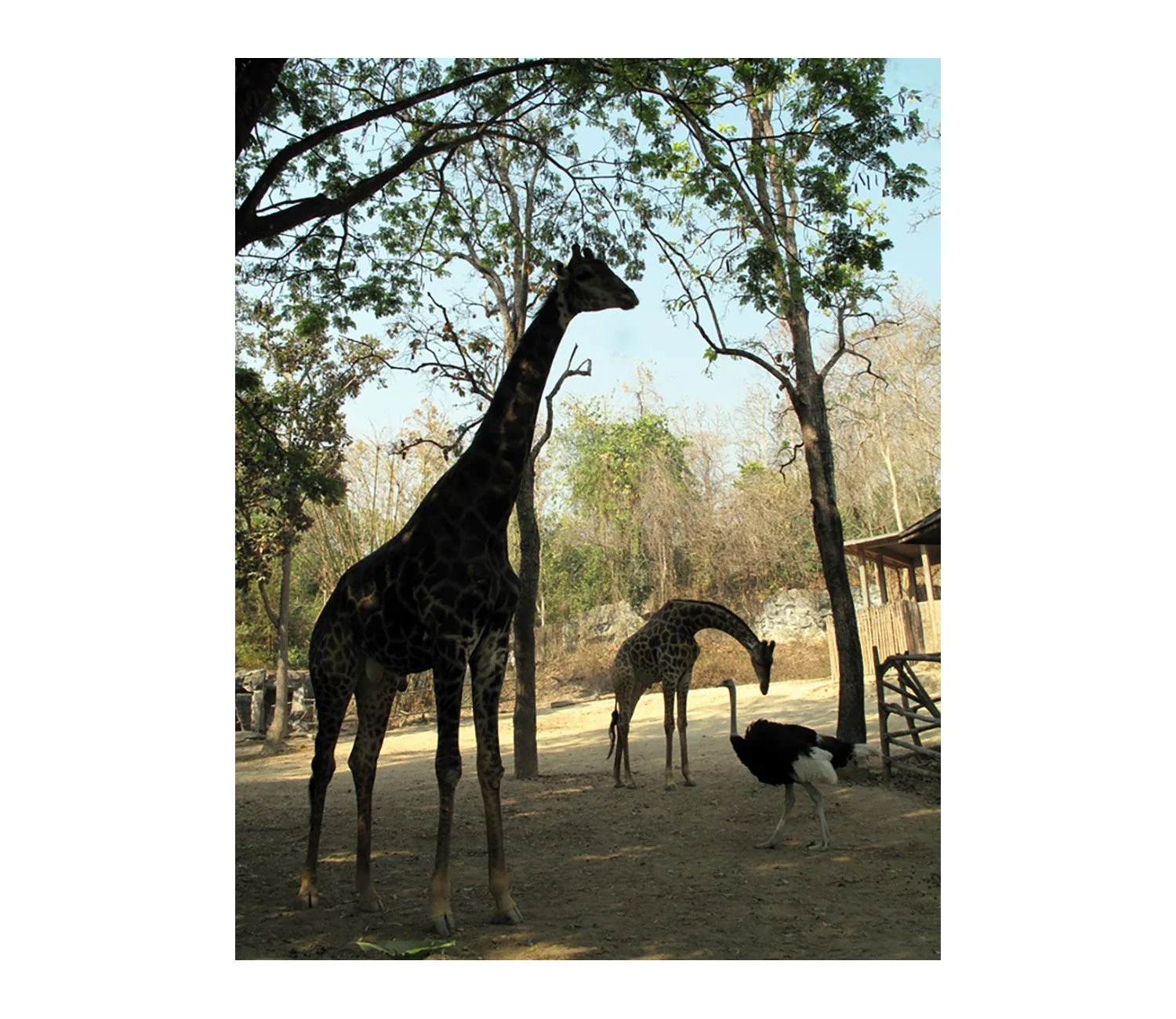 Animals