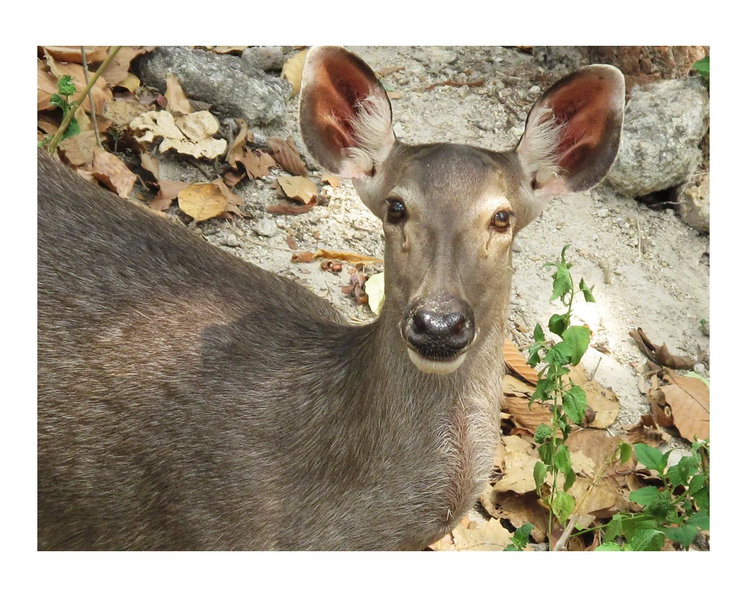 Deer