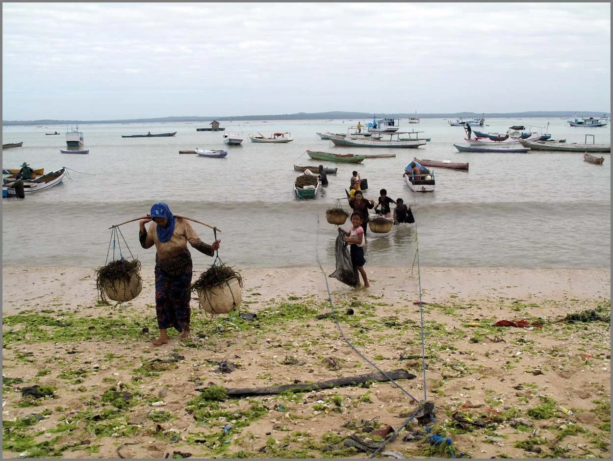 West Timor Seaweed 
