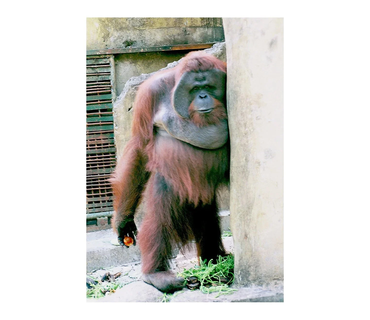 Animals II
