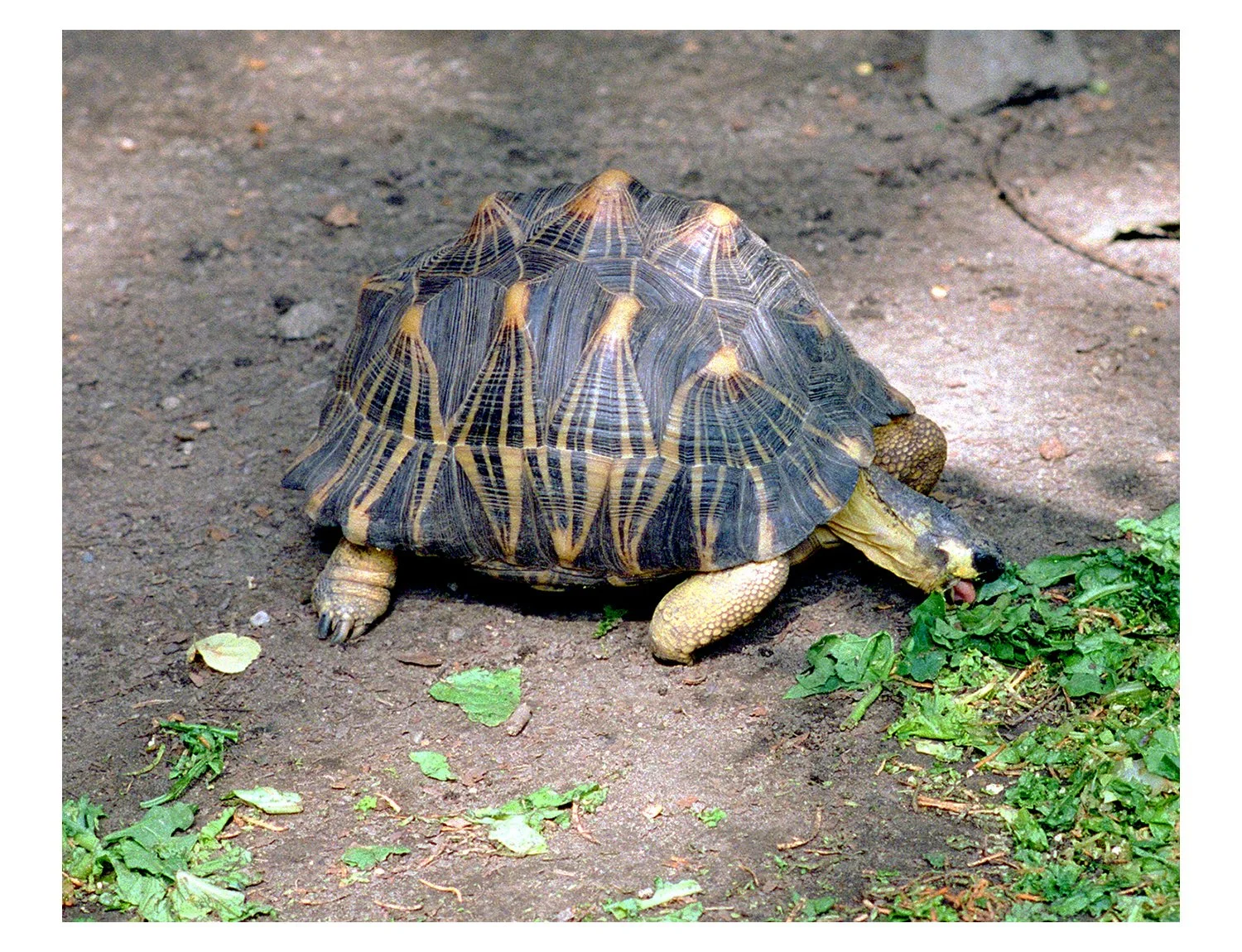 Tortoise-Turtle What's the difference?