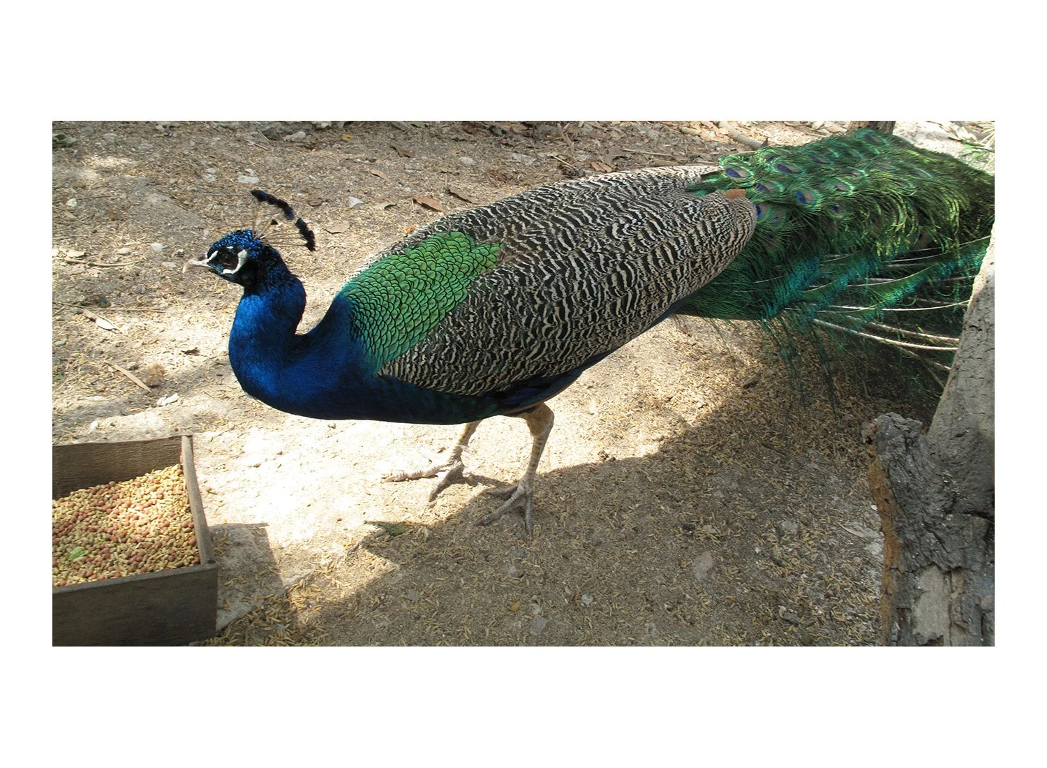 Peacock