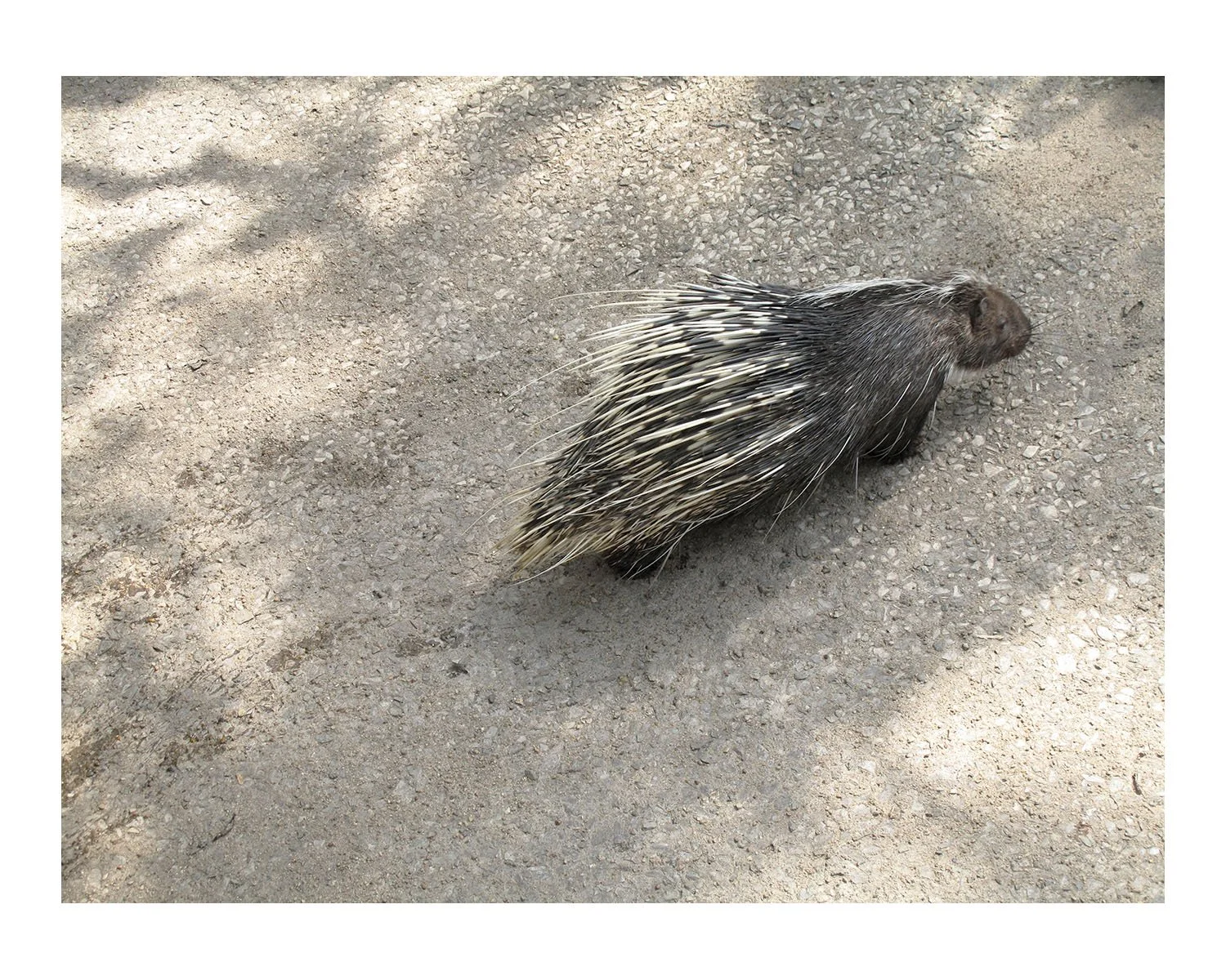 Porcupine
