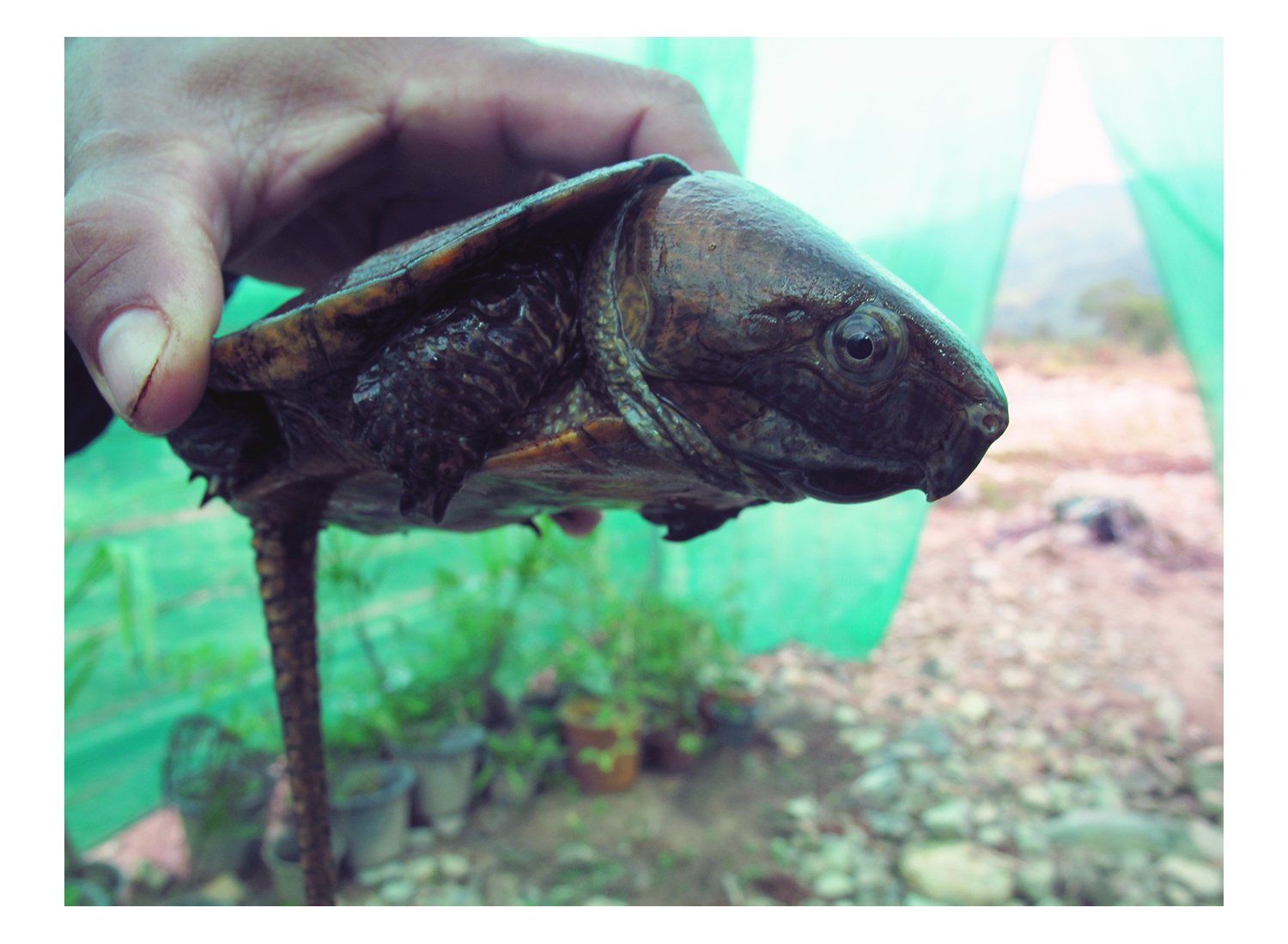 Big-Headed Turtle (Platysternon megacephalum)