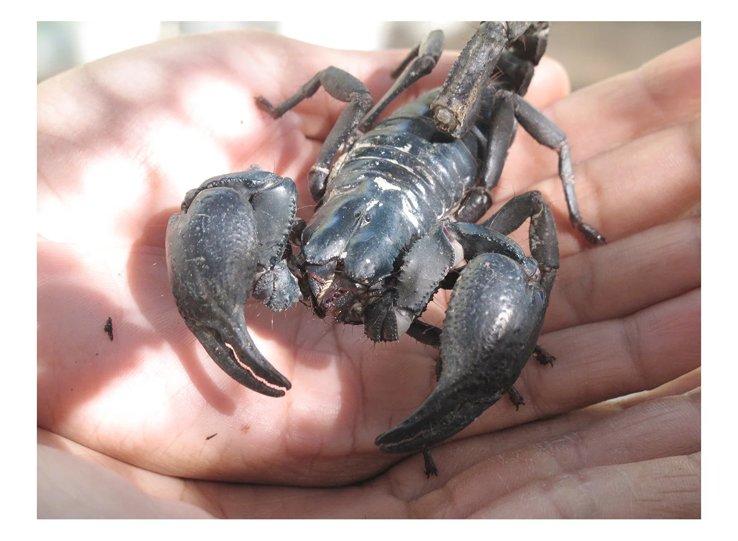 Scorpions, Tarantulas and Bugs