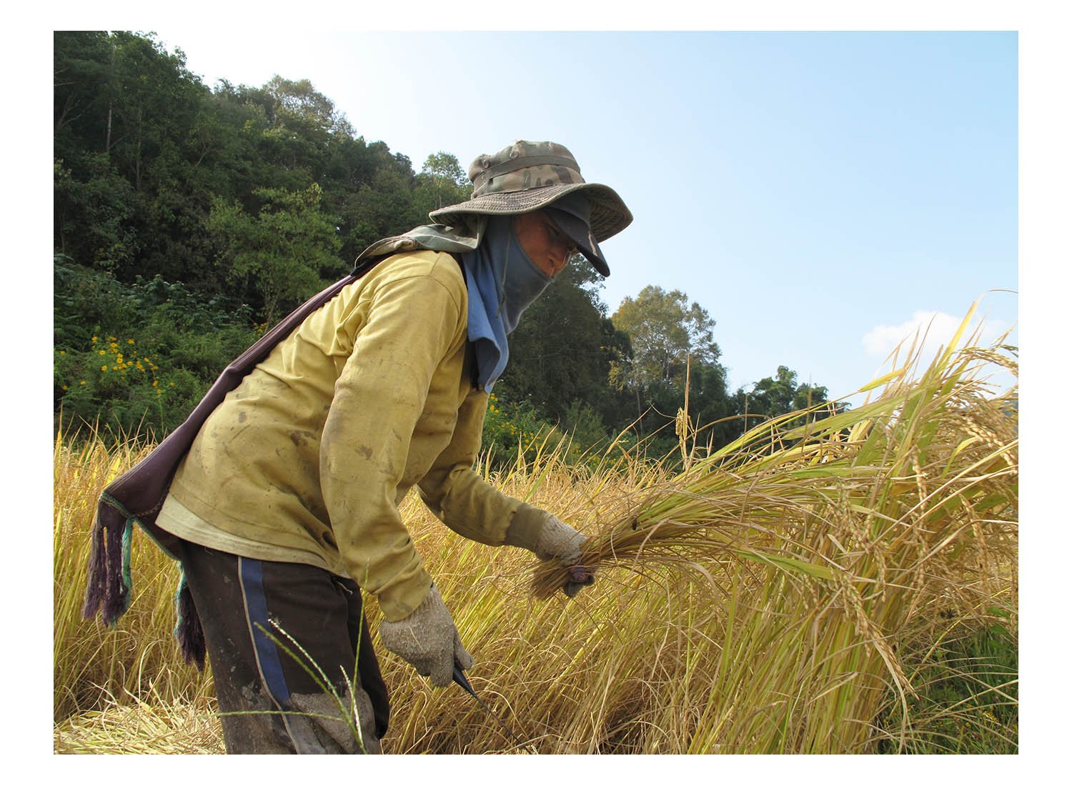 Rice Harvesting in Northern Thailand