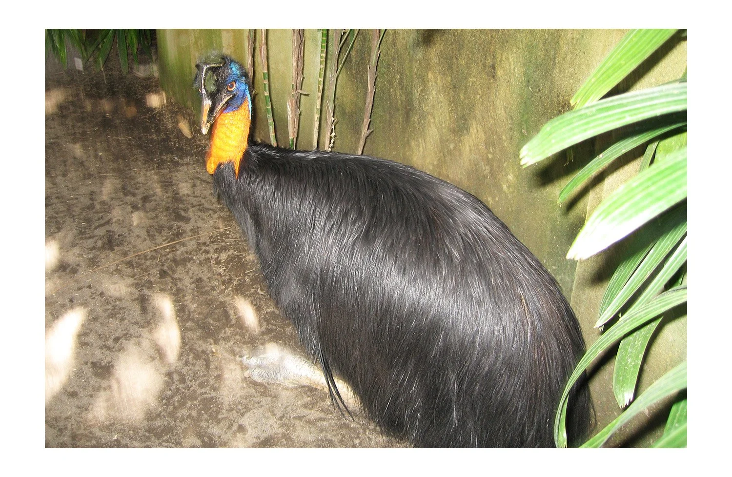 Cassowaries