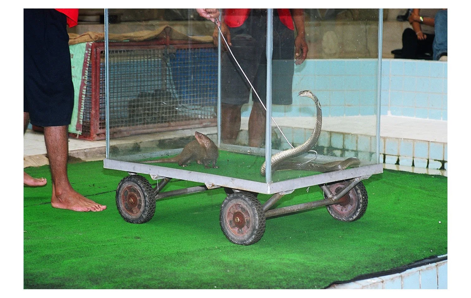 Cobra and the Mongoose