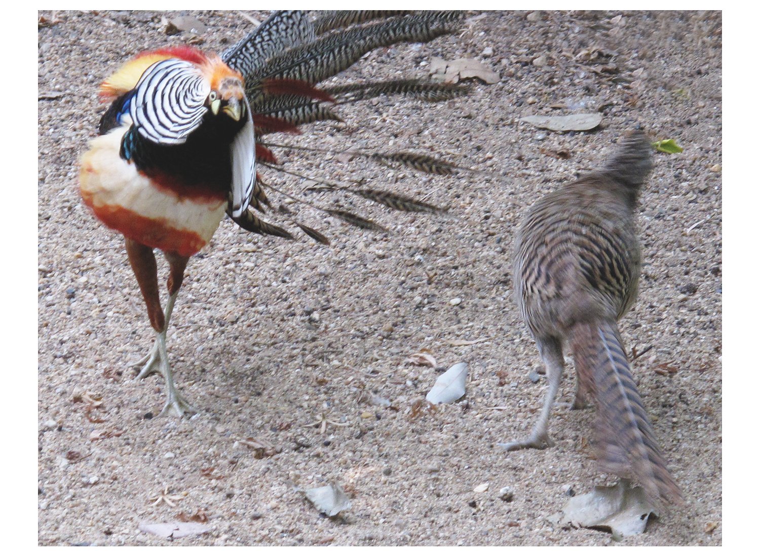 Lady Amherst's Pheasant