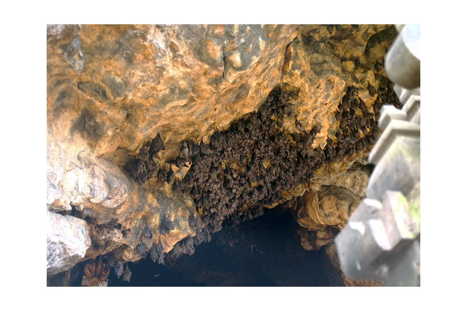 Bali Bat Cave