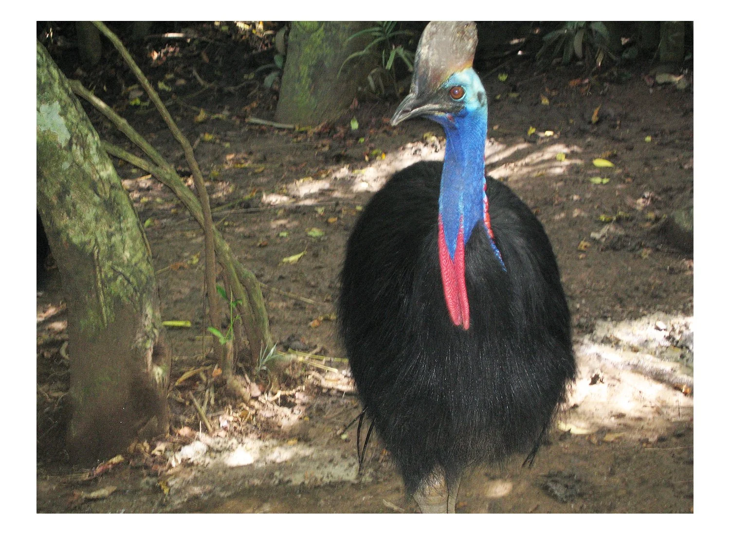 Cassowaries
