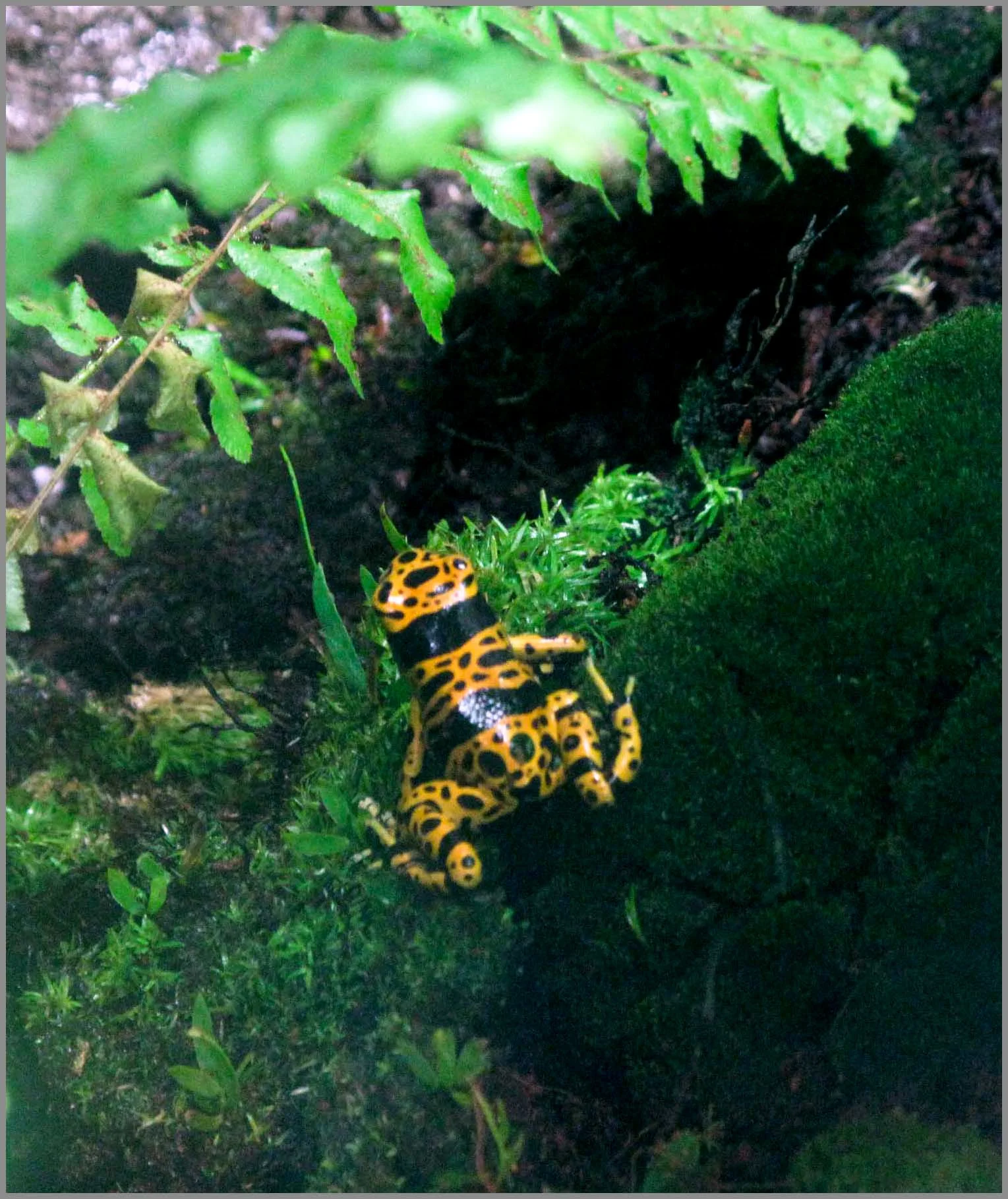 Bumblebee Frog