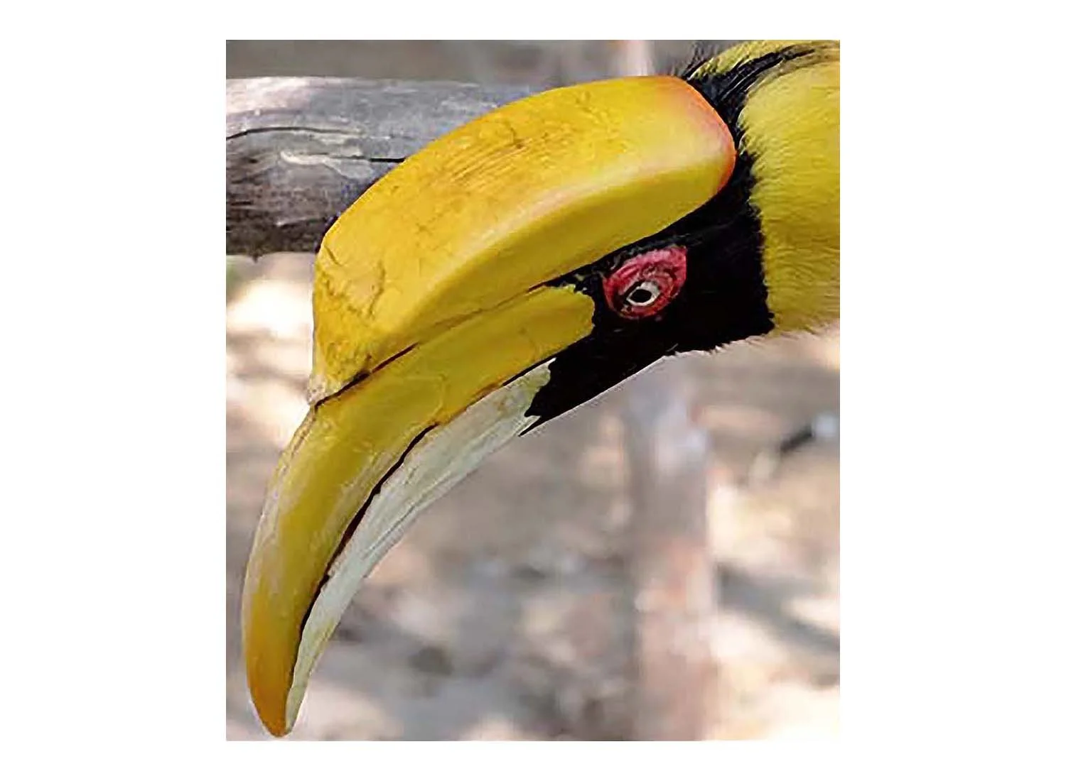 Great Hornbill