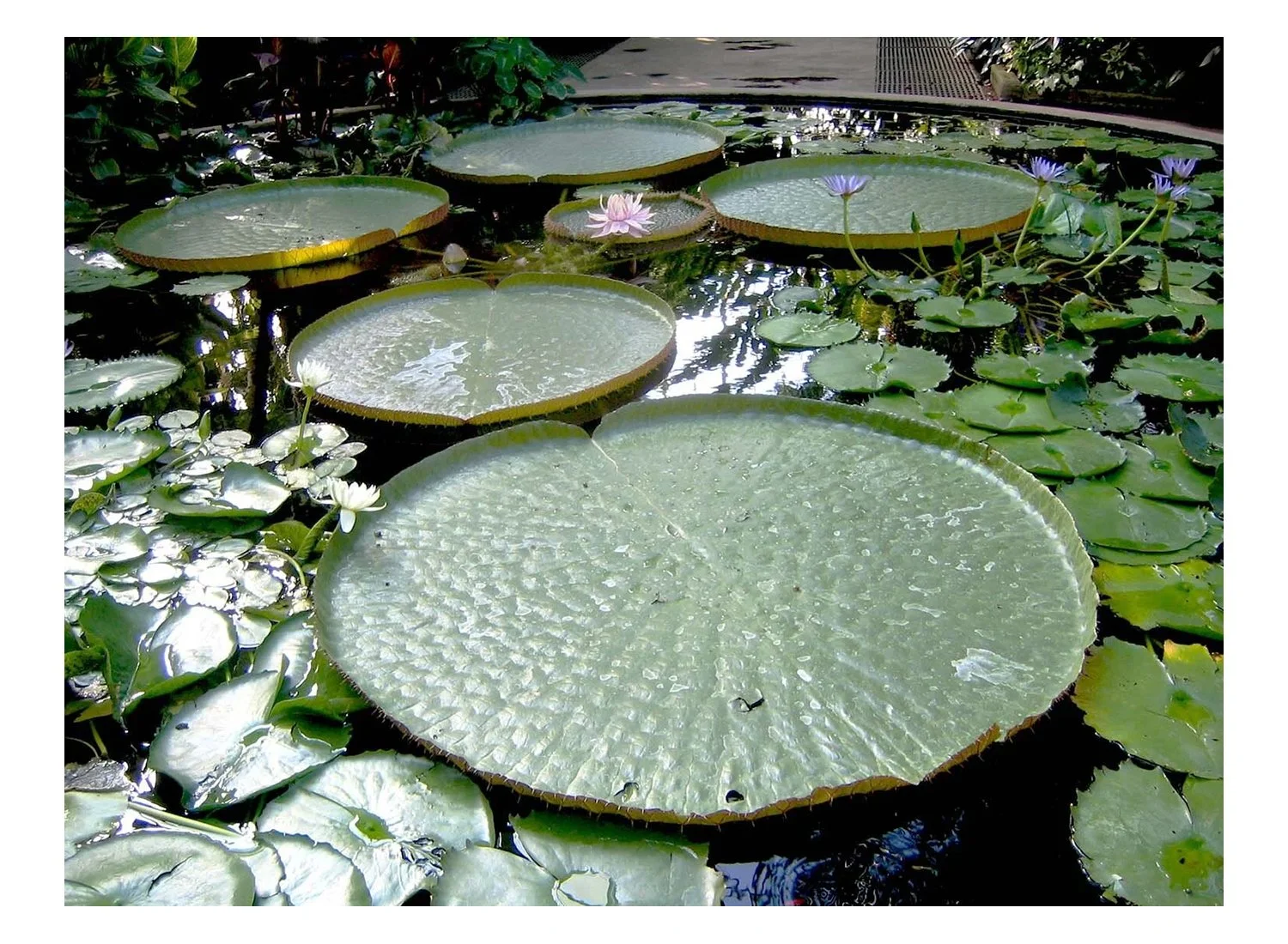 Giant Water Lily