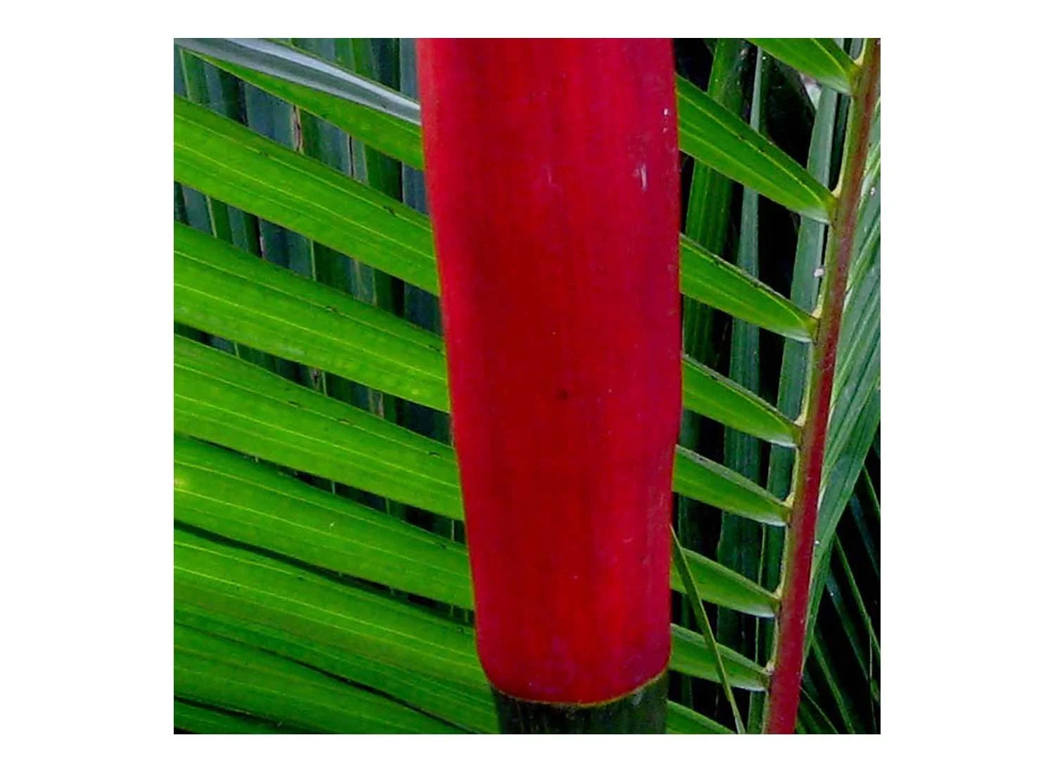 Palms (Arecaceae family)