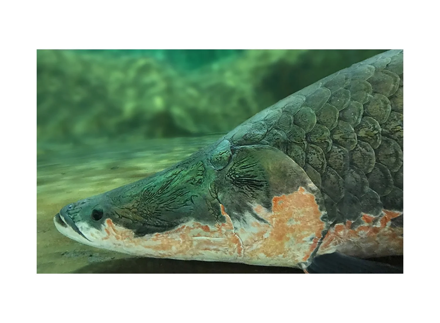 Arapaima