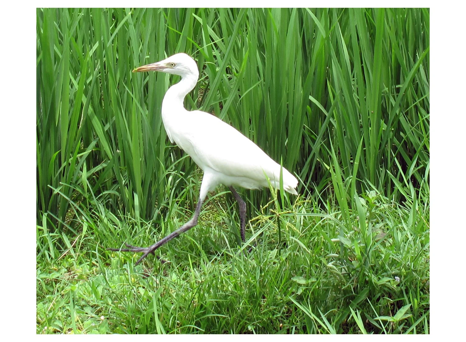 White Heron