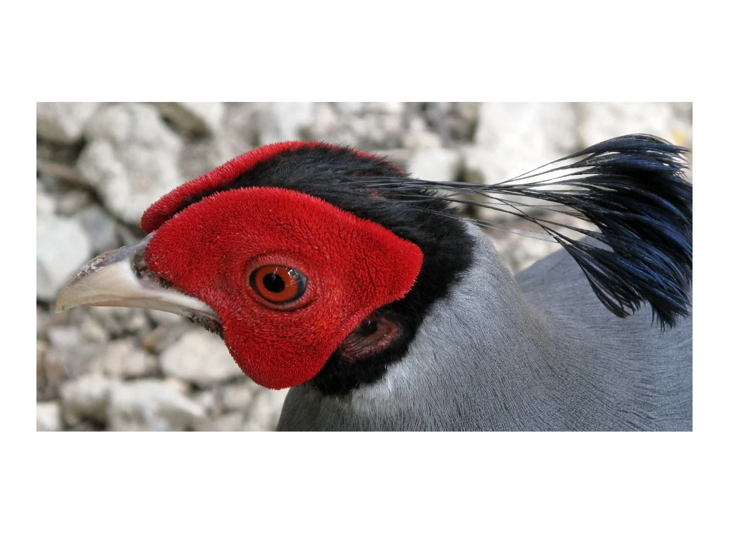 Siamese fireback