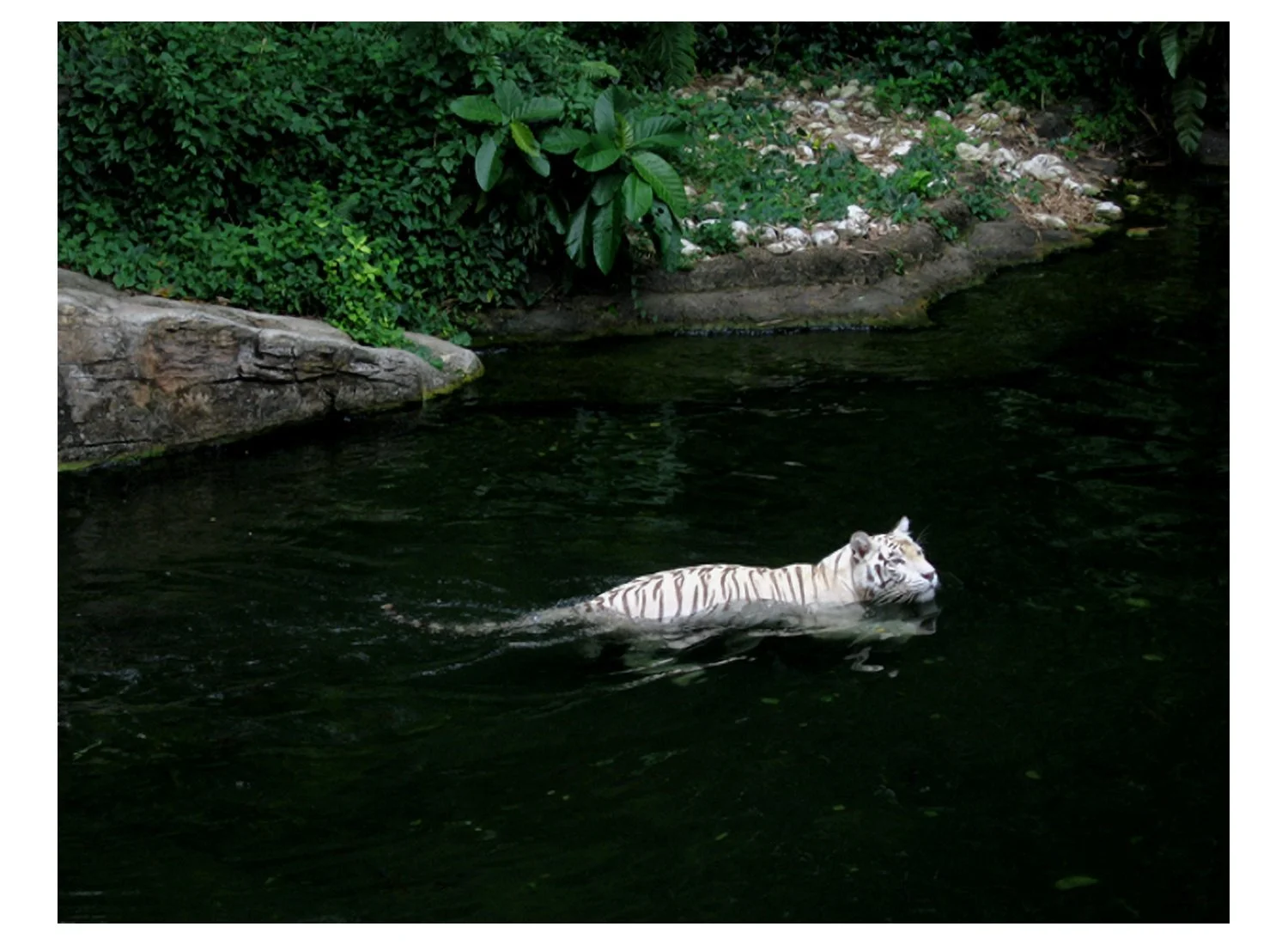 Singapore Zoo