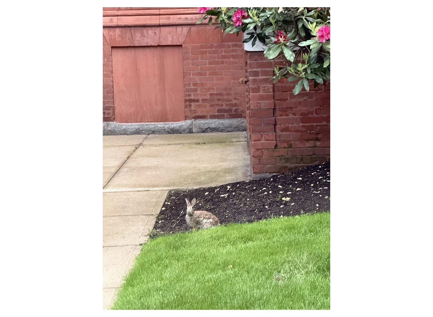 Rabbit