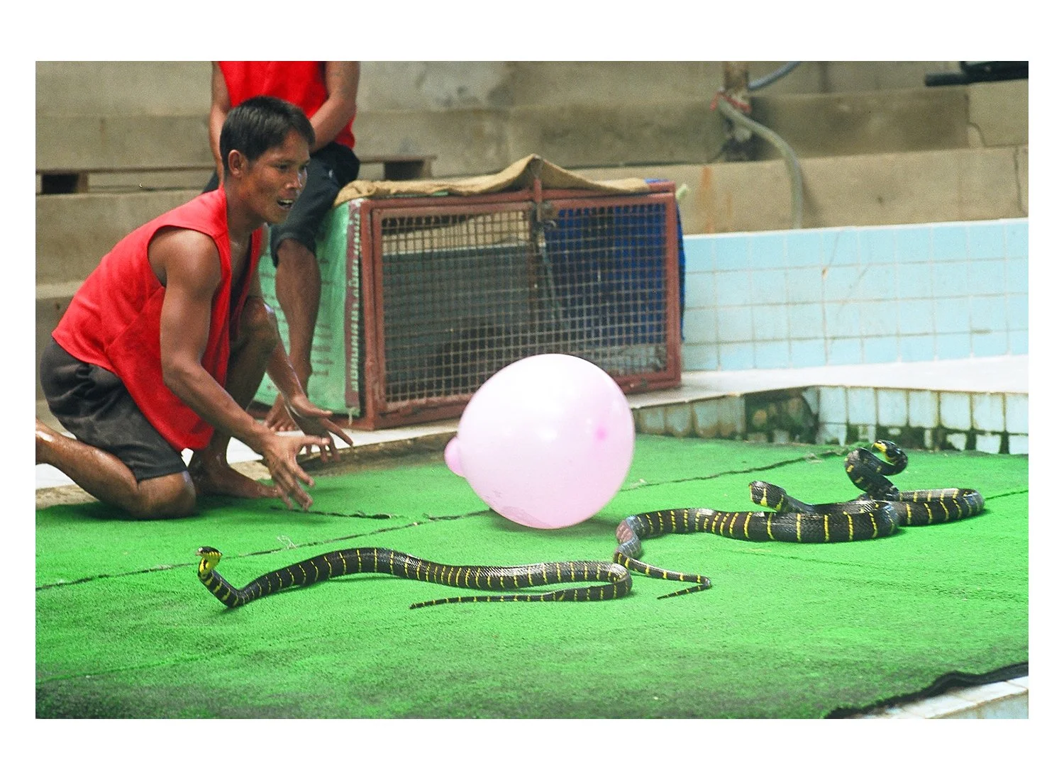 Snake Show