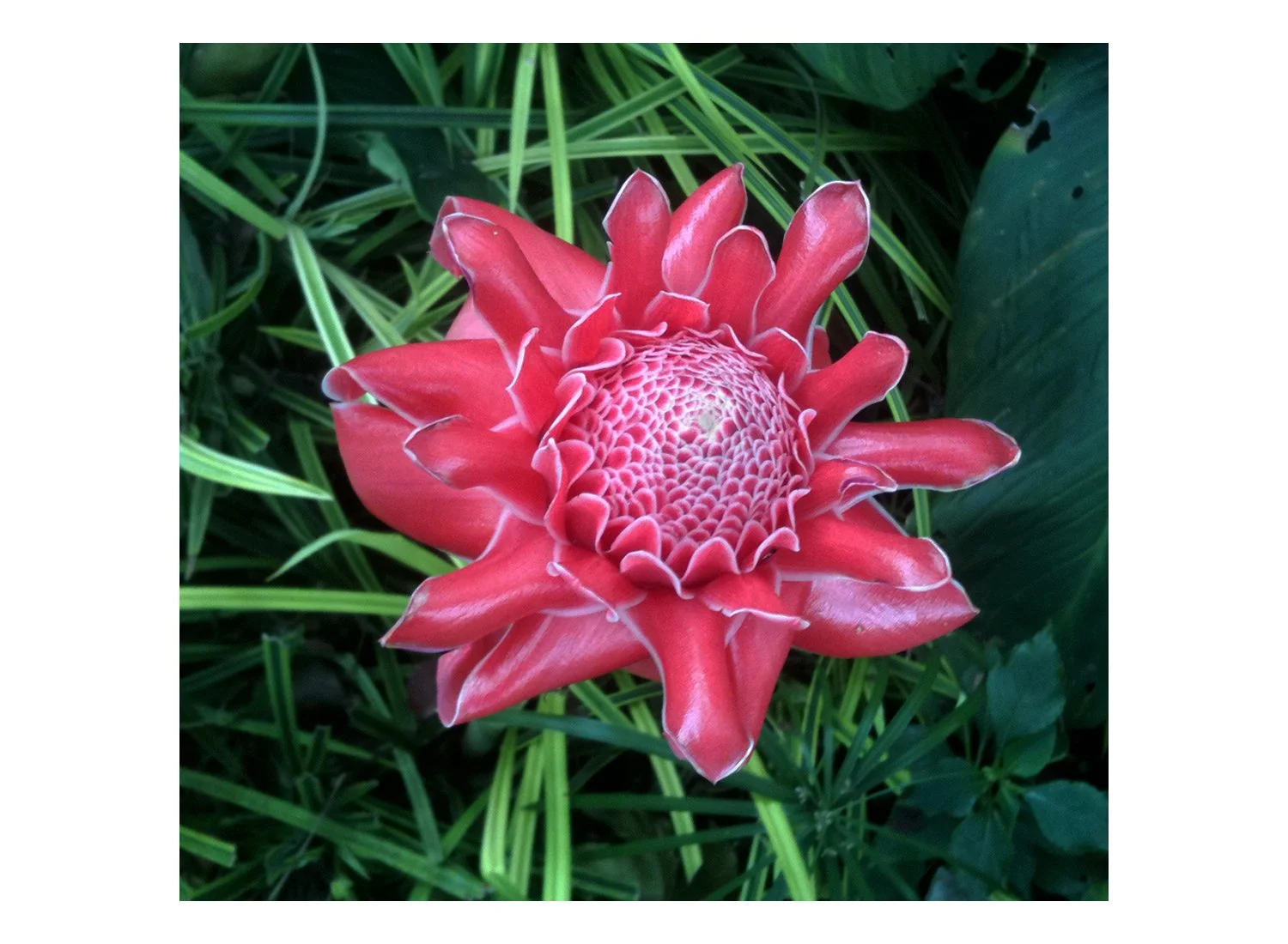 Red Torch Ginger