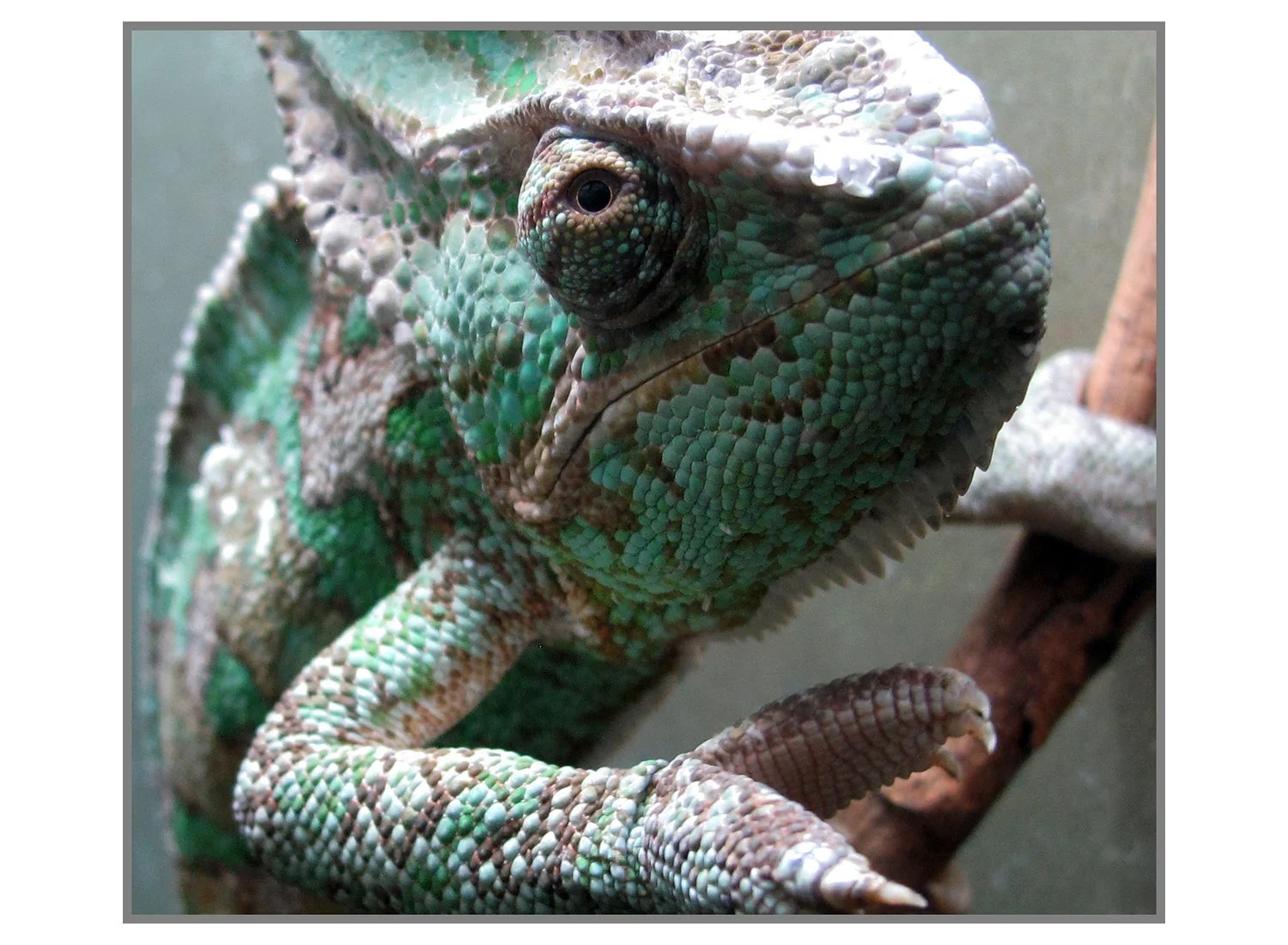 Veiled Chameleon