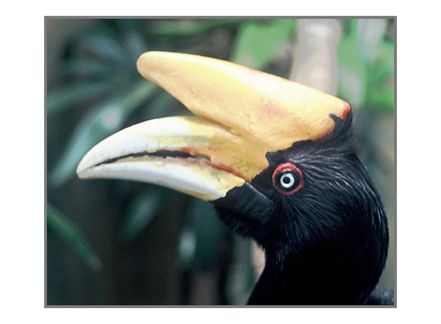 Rhinoceros Hornbill