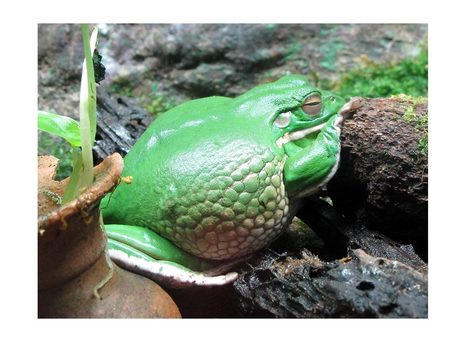 White Tree Frog