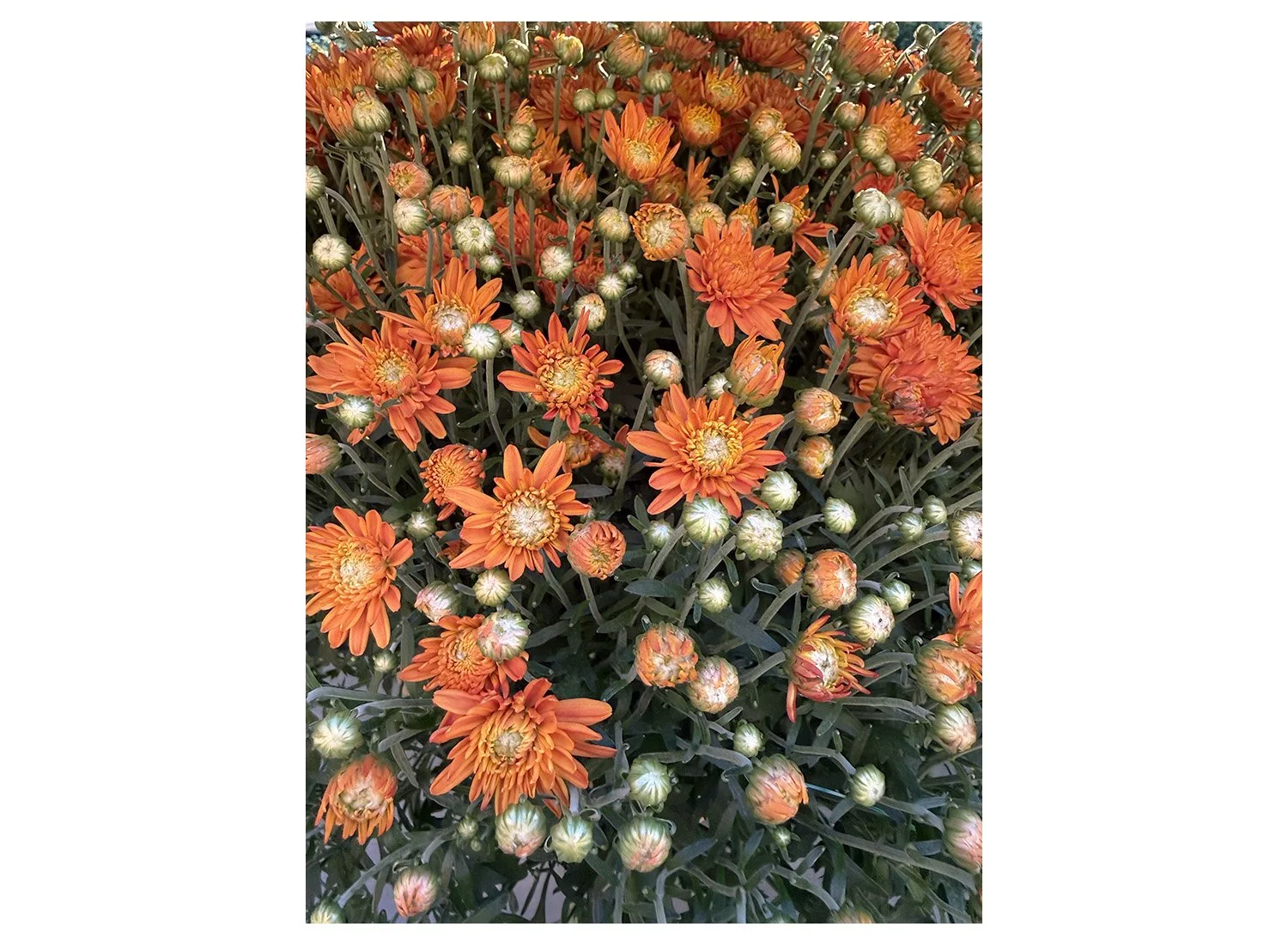 flowers