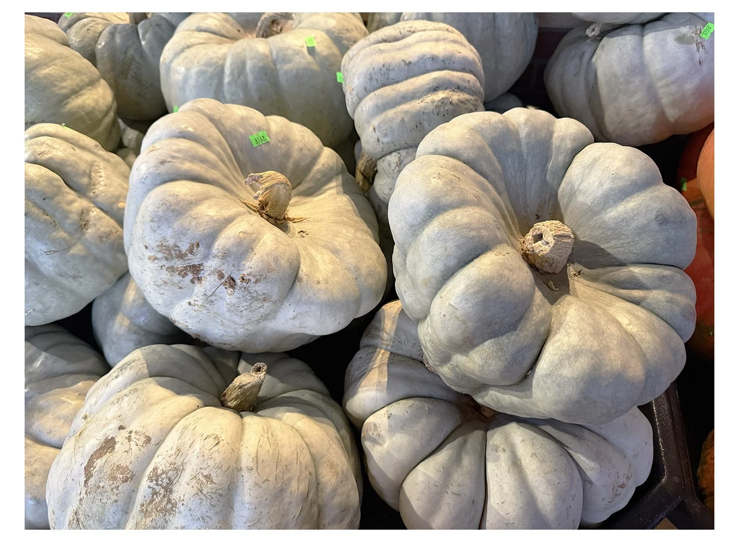 Squash