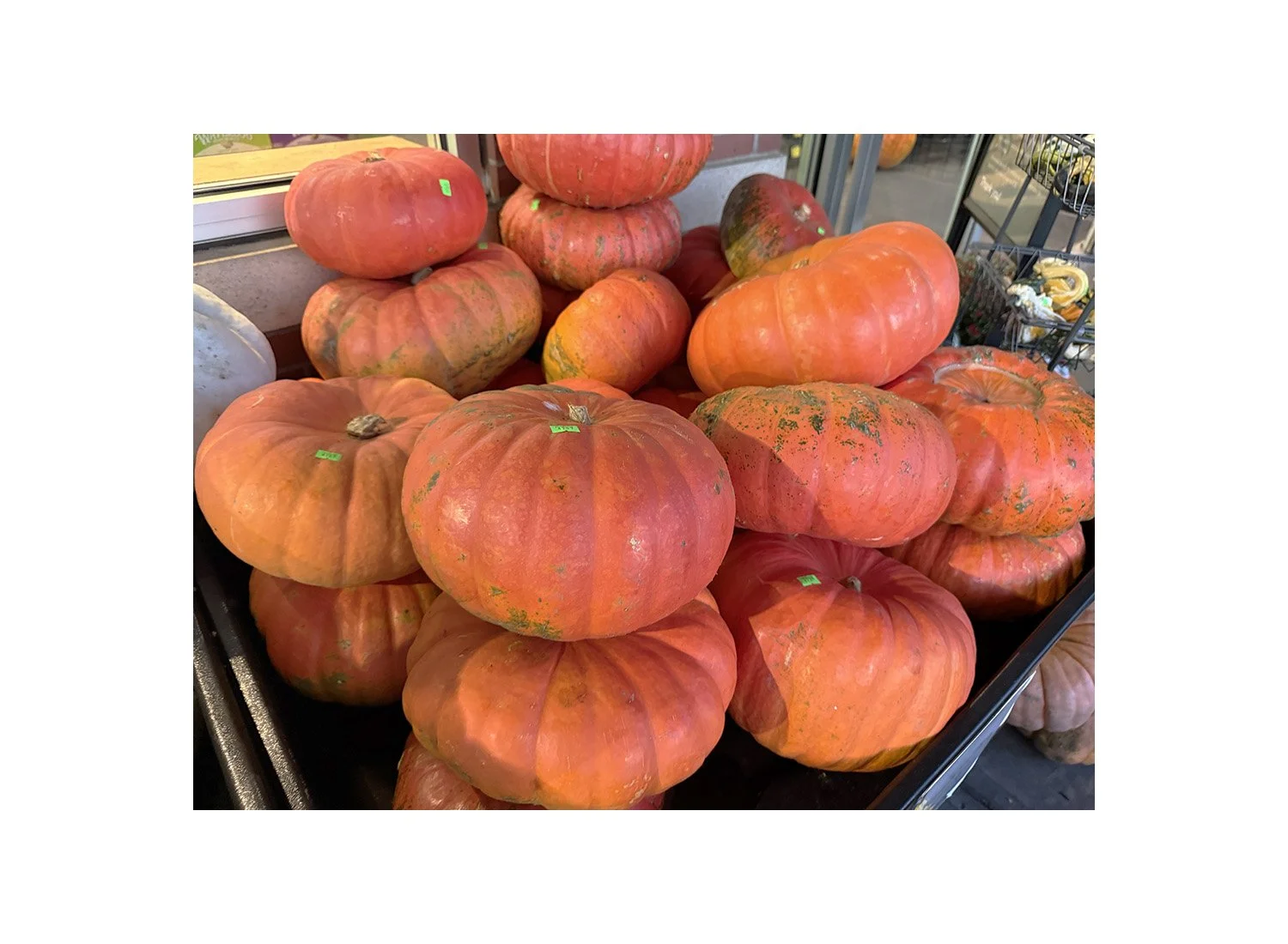 Pumpkin 2