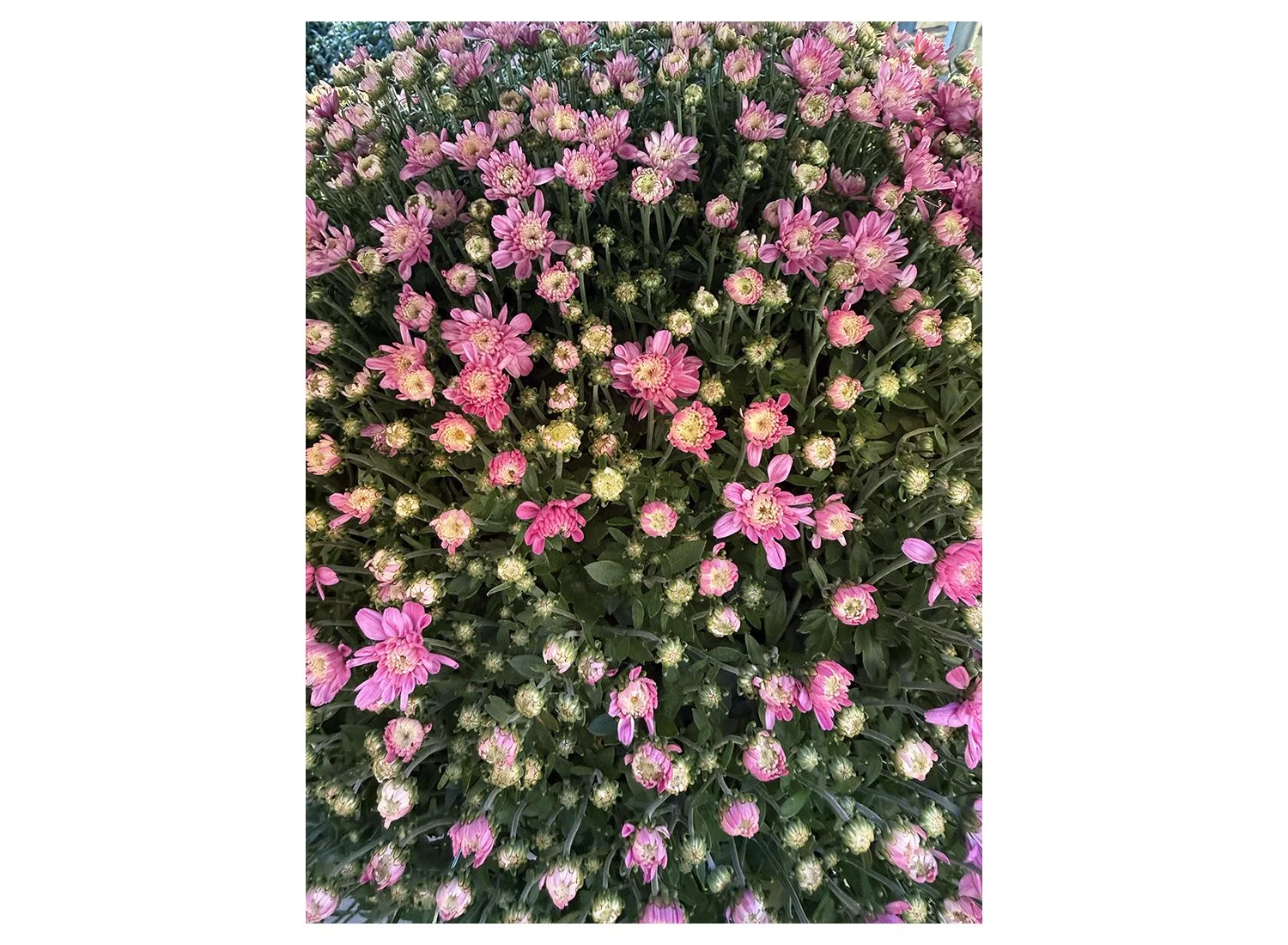 flowers 2