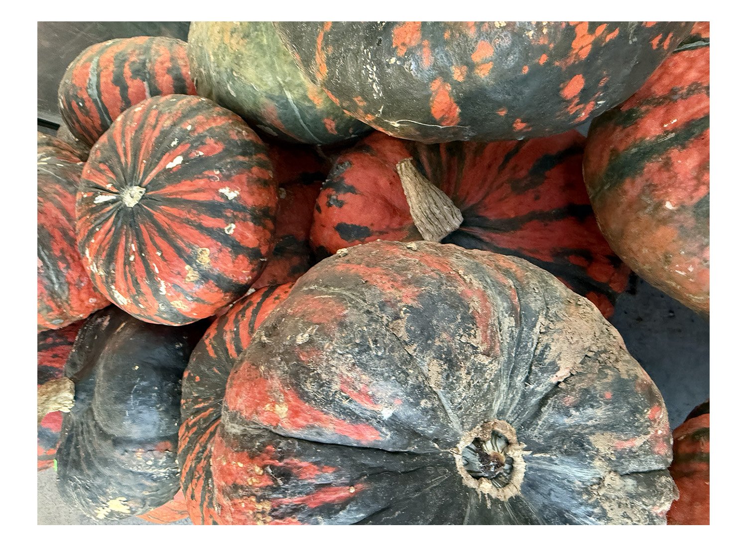 Pumpkin