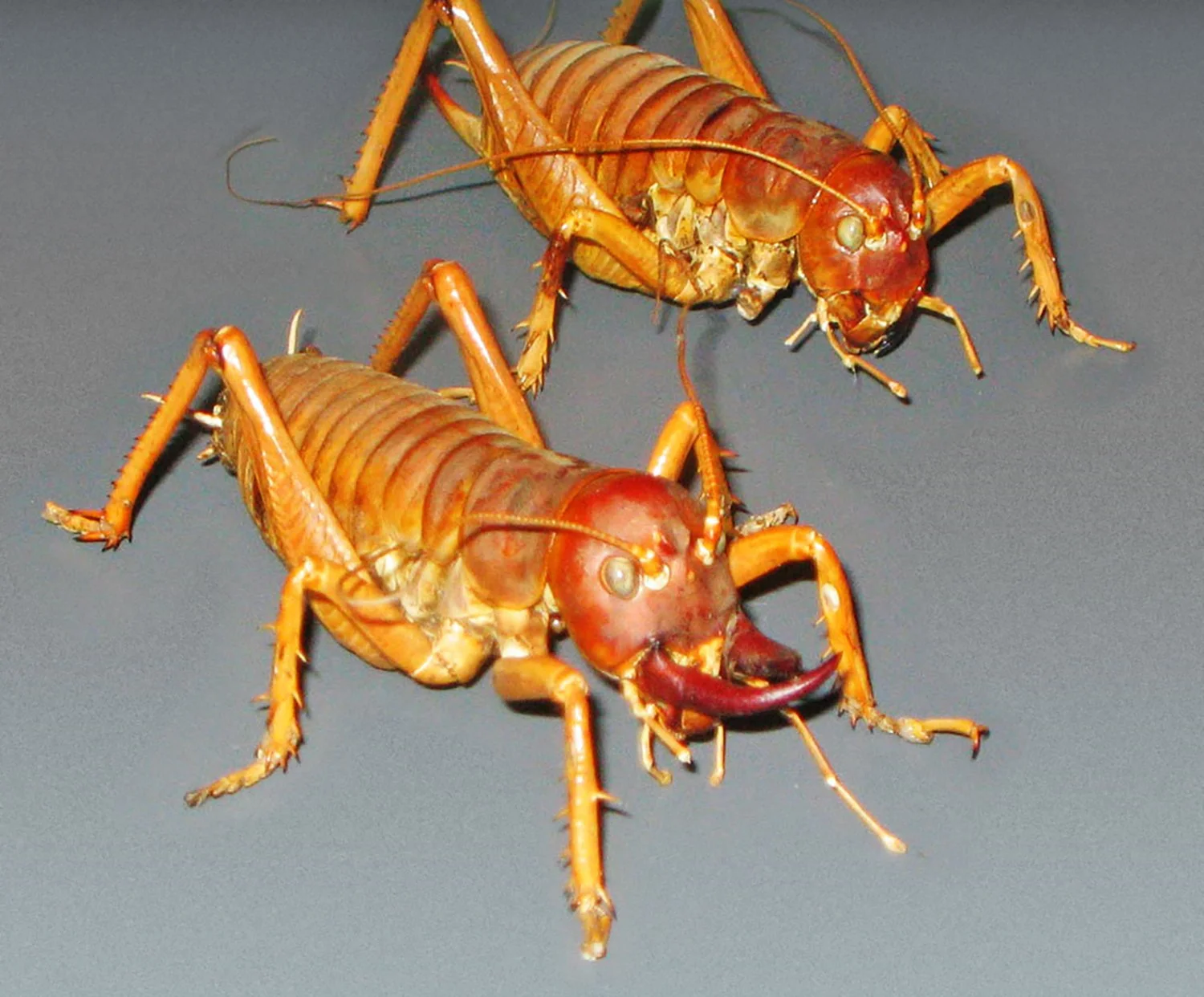 The giant weta is one of the biggest insects on Earth