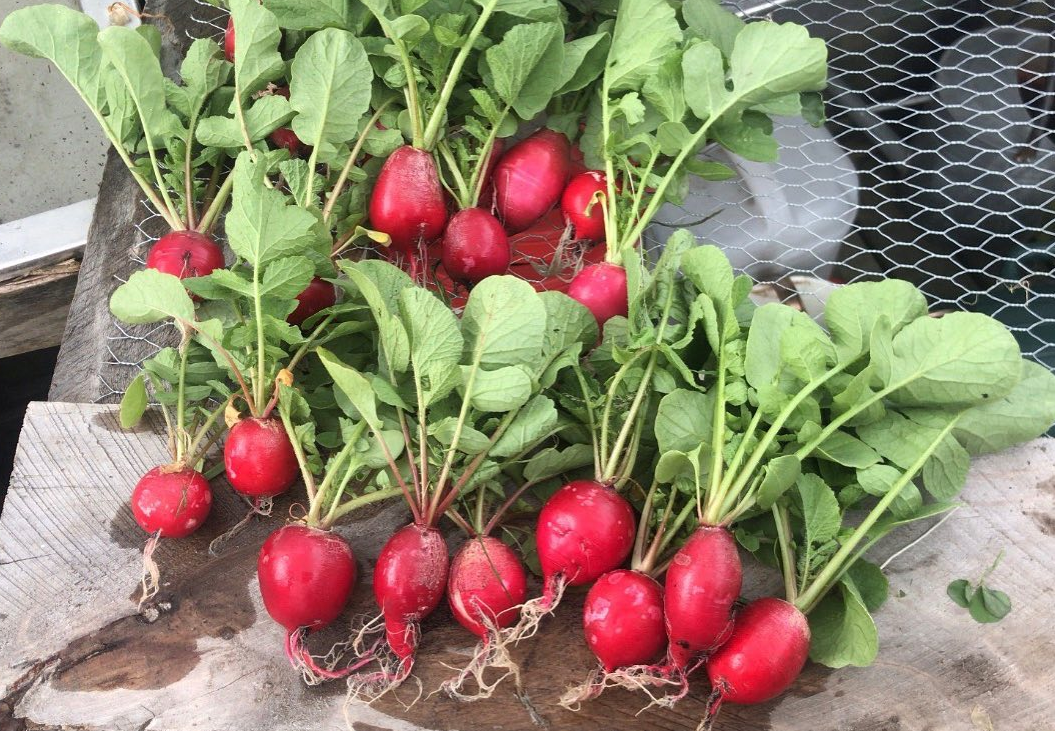 Radishes.PNG