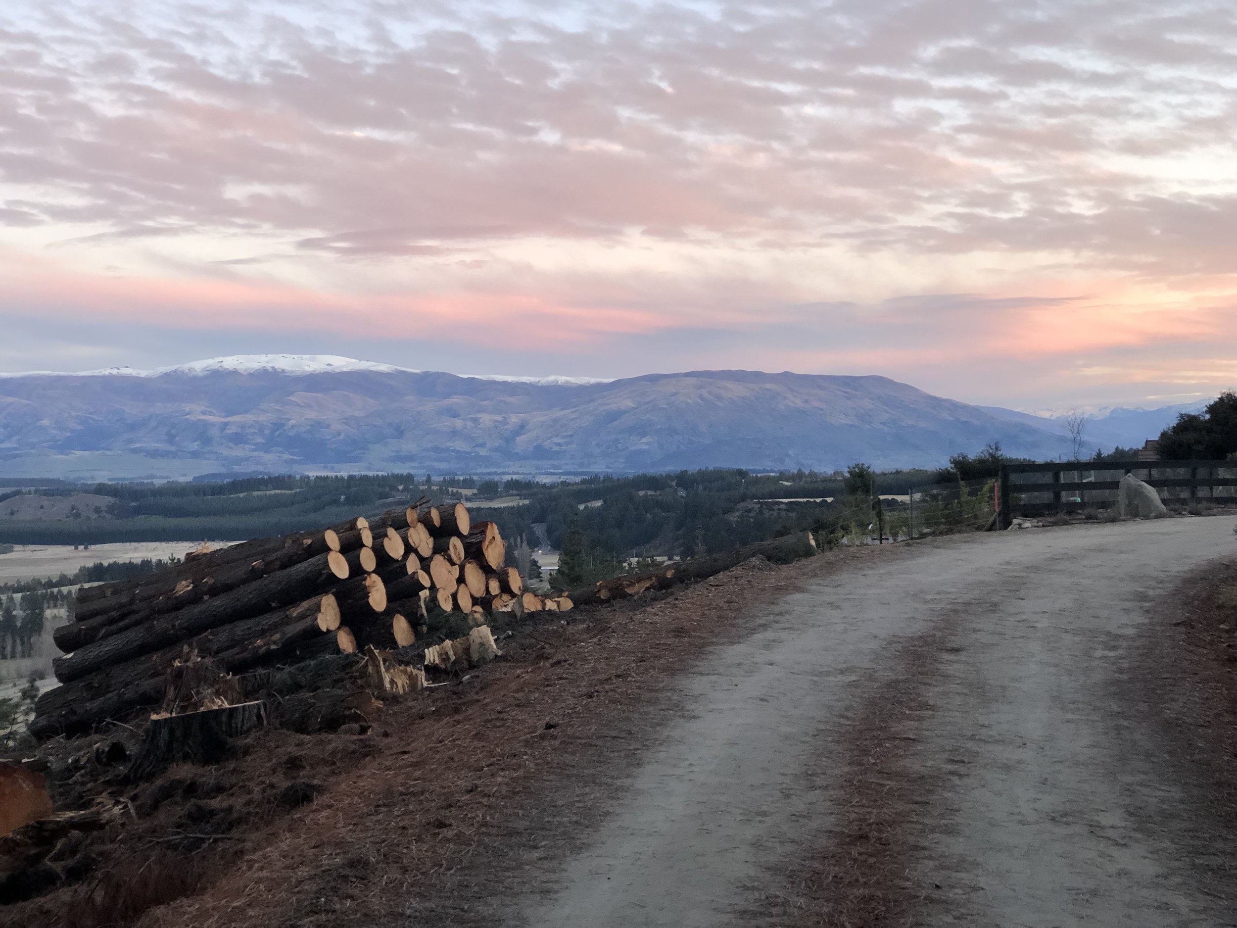 Tree felling 3.jpg