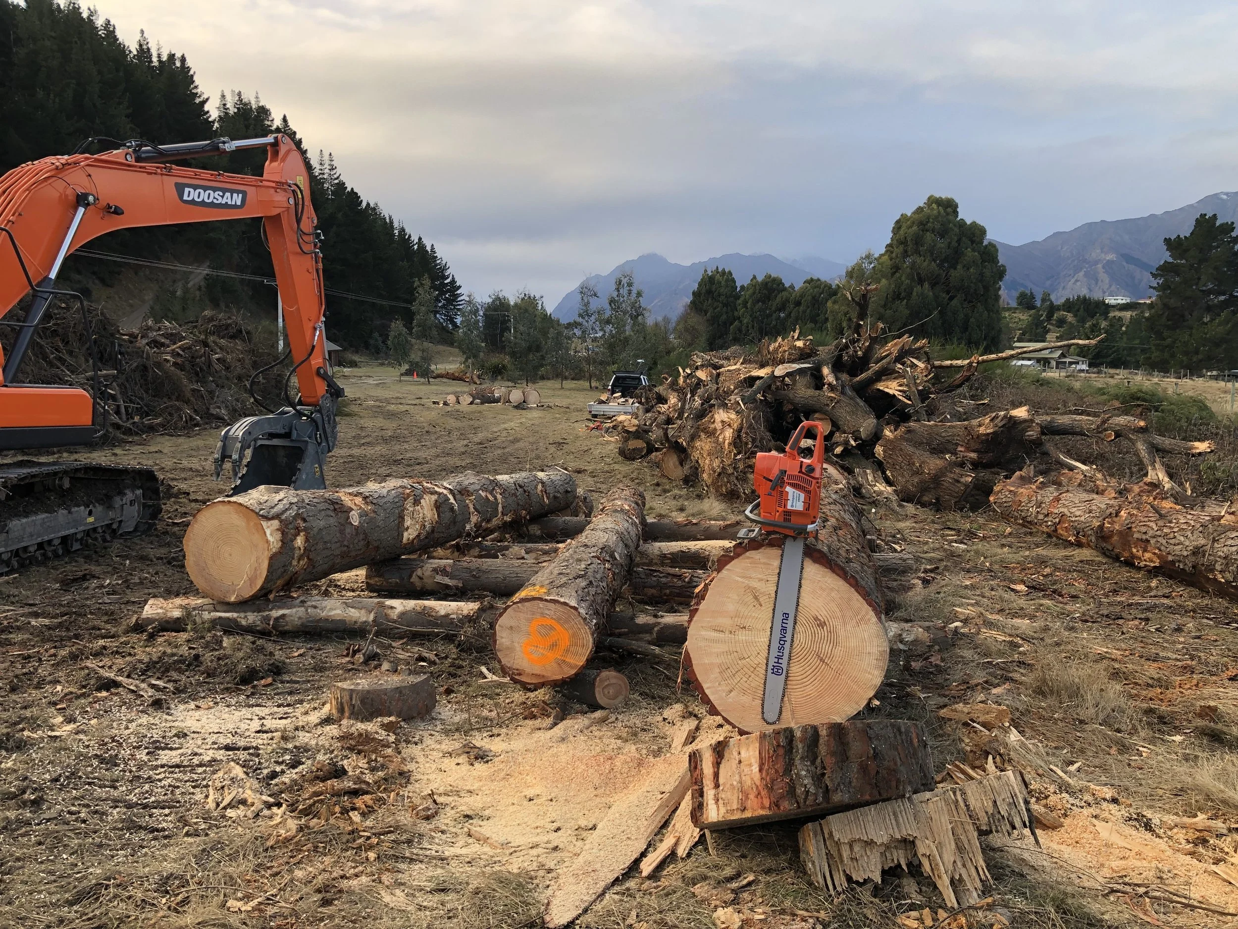Tree felling 1.jpg