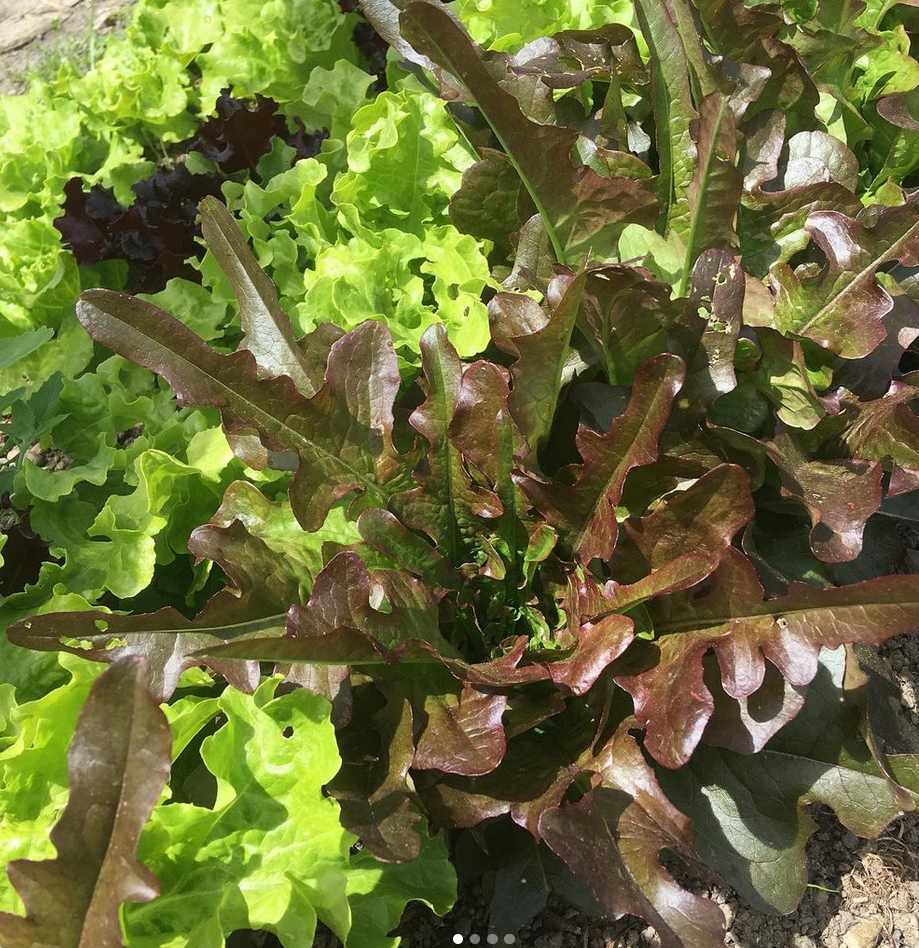 Lettuce 1.PNG
