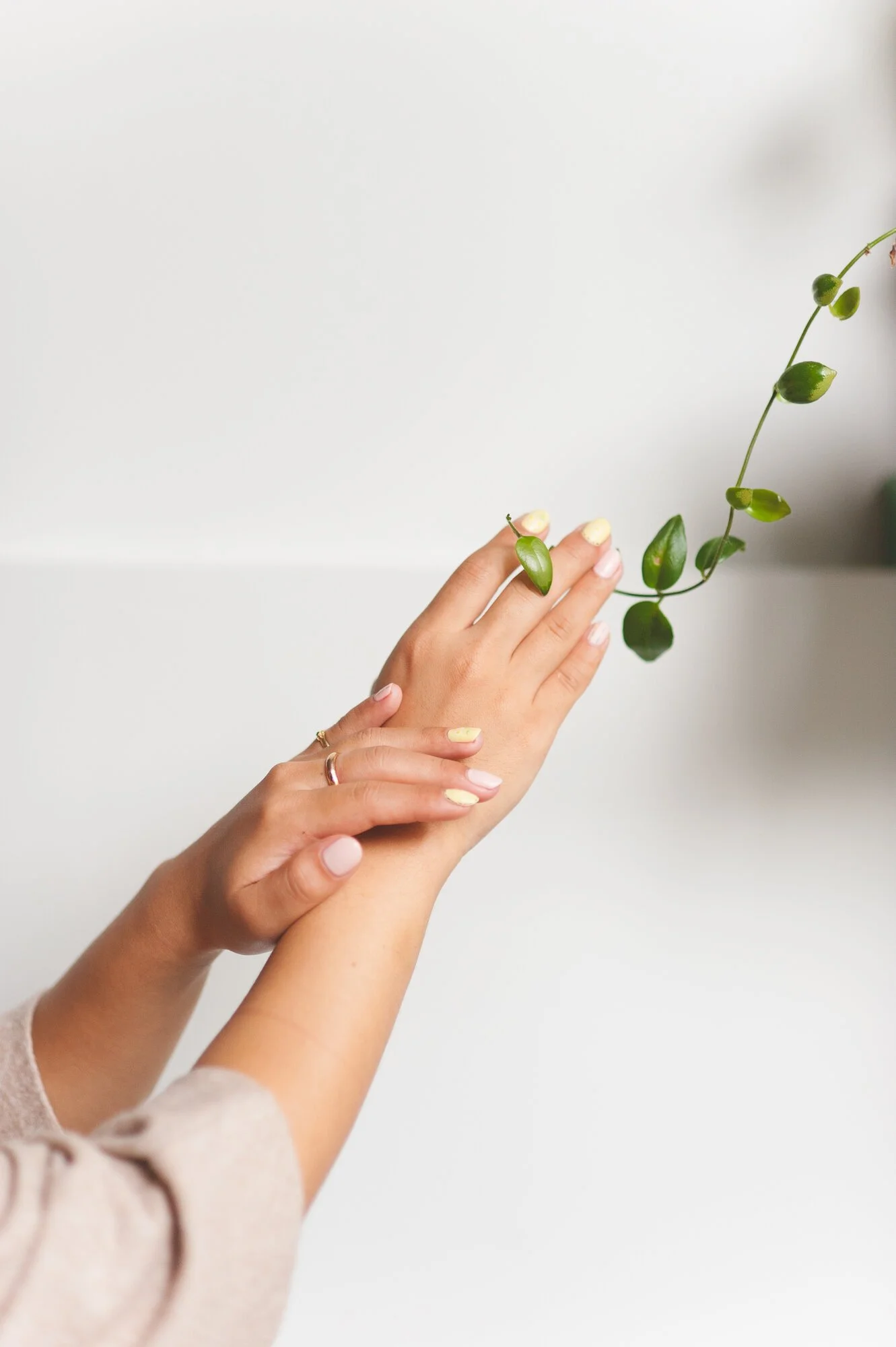 Manicured hands holding a trailing green vine against a white background