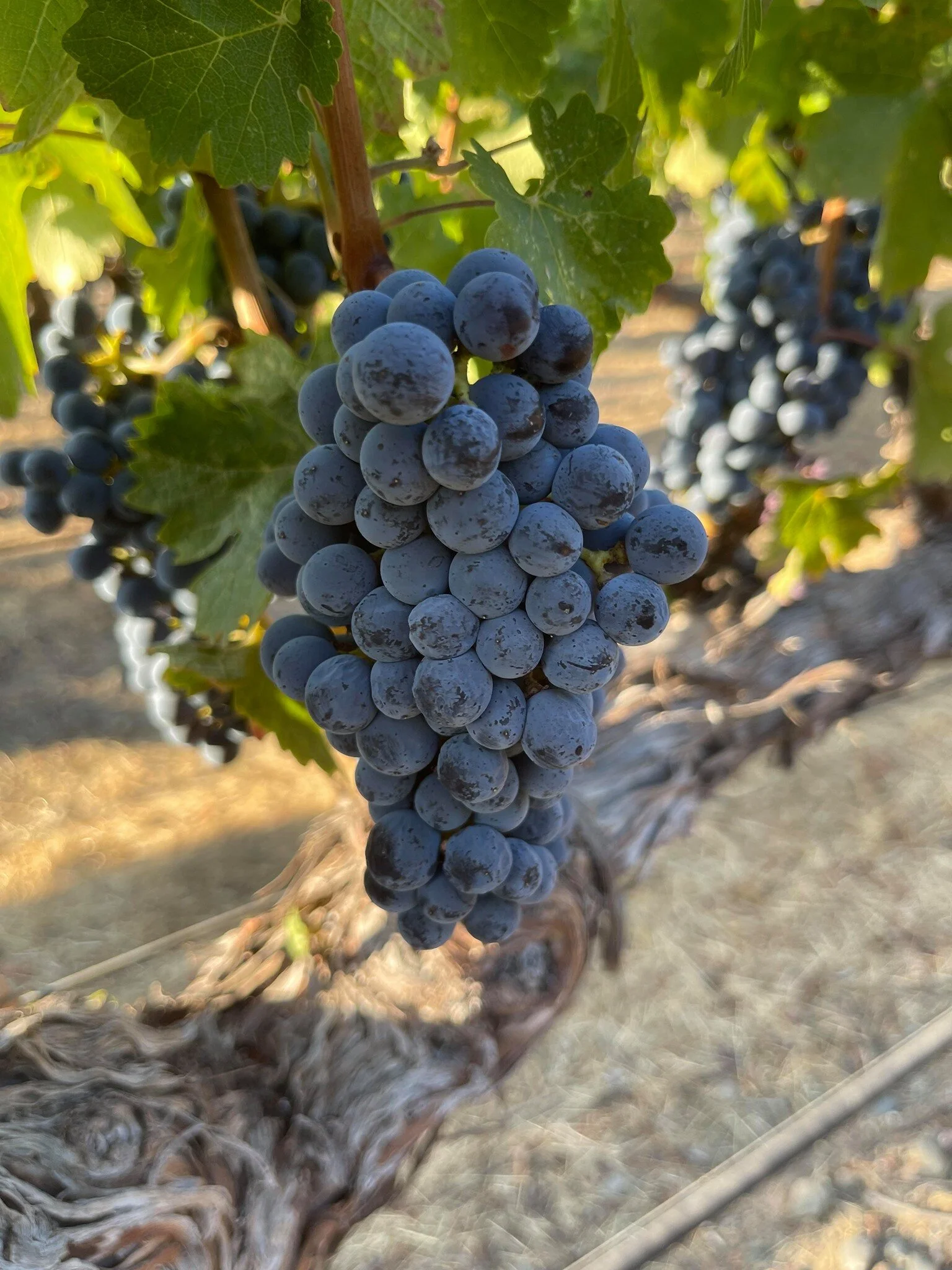 Vineyard banner.jpeg