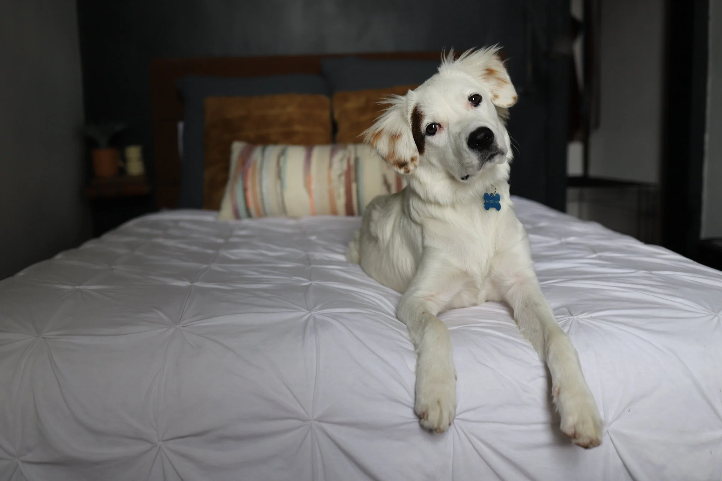 DIY RentalFriendly Slat Wall — At Home with Howie