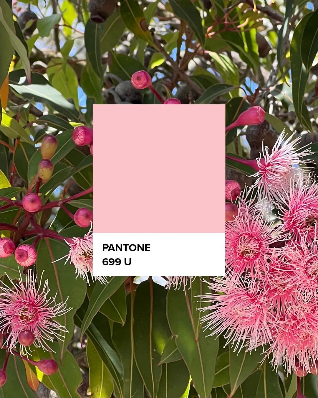 Pantone 699U : We're back in the studio ready for 2026 after having a holiday where we discovered this beautiful fairy floss gum!

#pantone #colour #color #cranbournebotanicgarden #fairyfloss #pantonereference #pantonecolor #colourswatch #pantonecolo