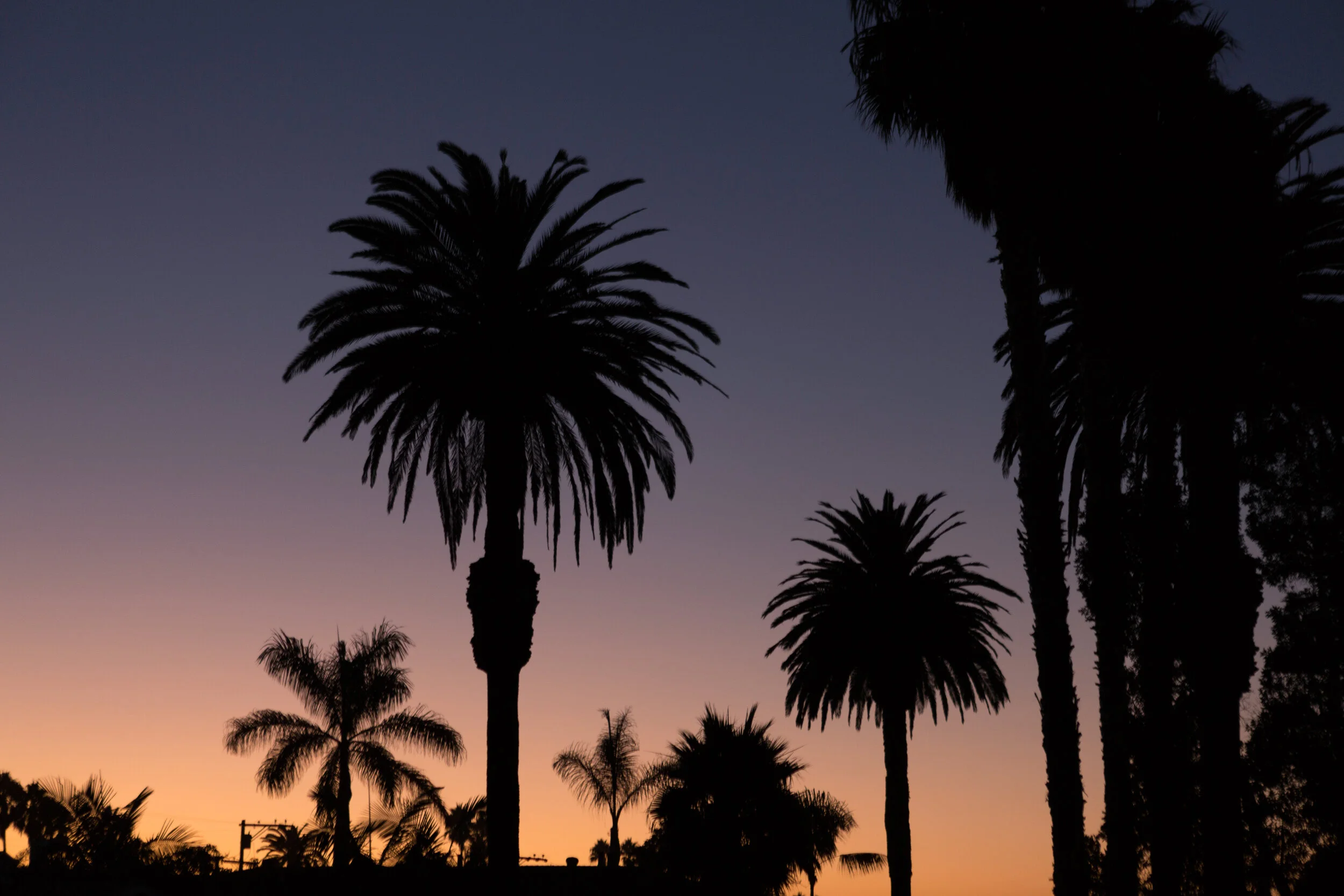 Ocean Beach Arborists gallery 7