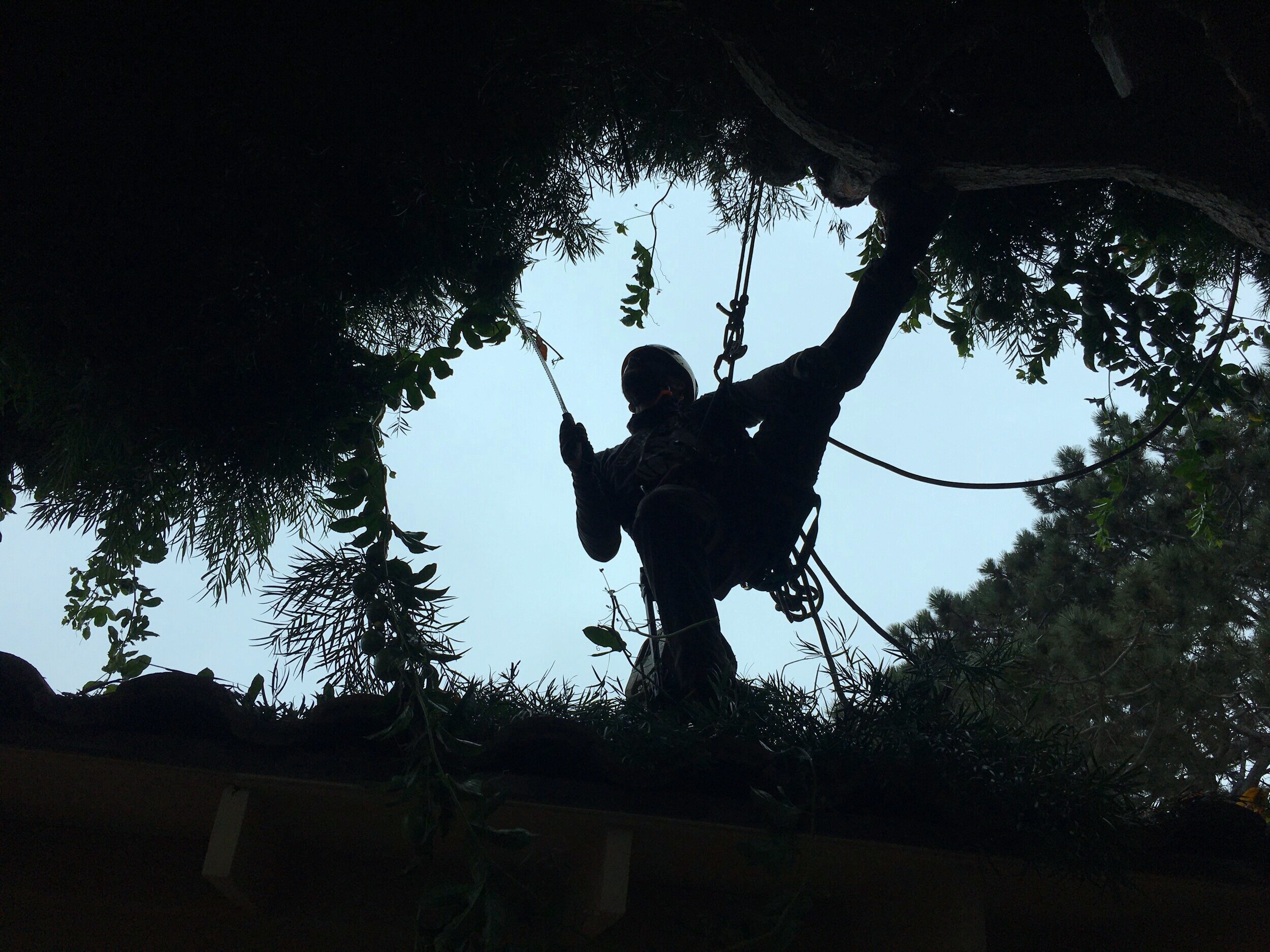 Ocean Beach Arborists gallery 4