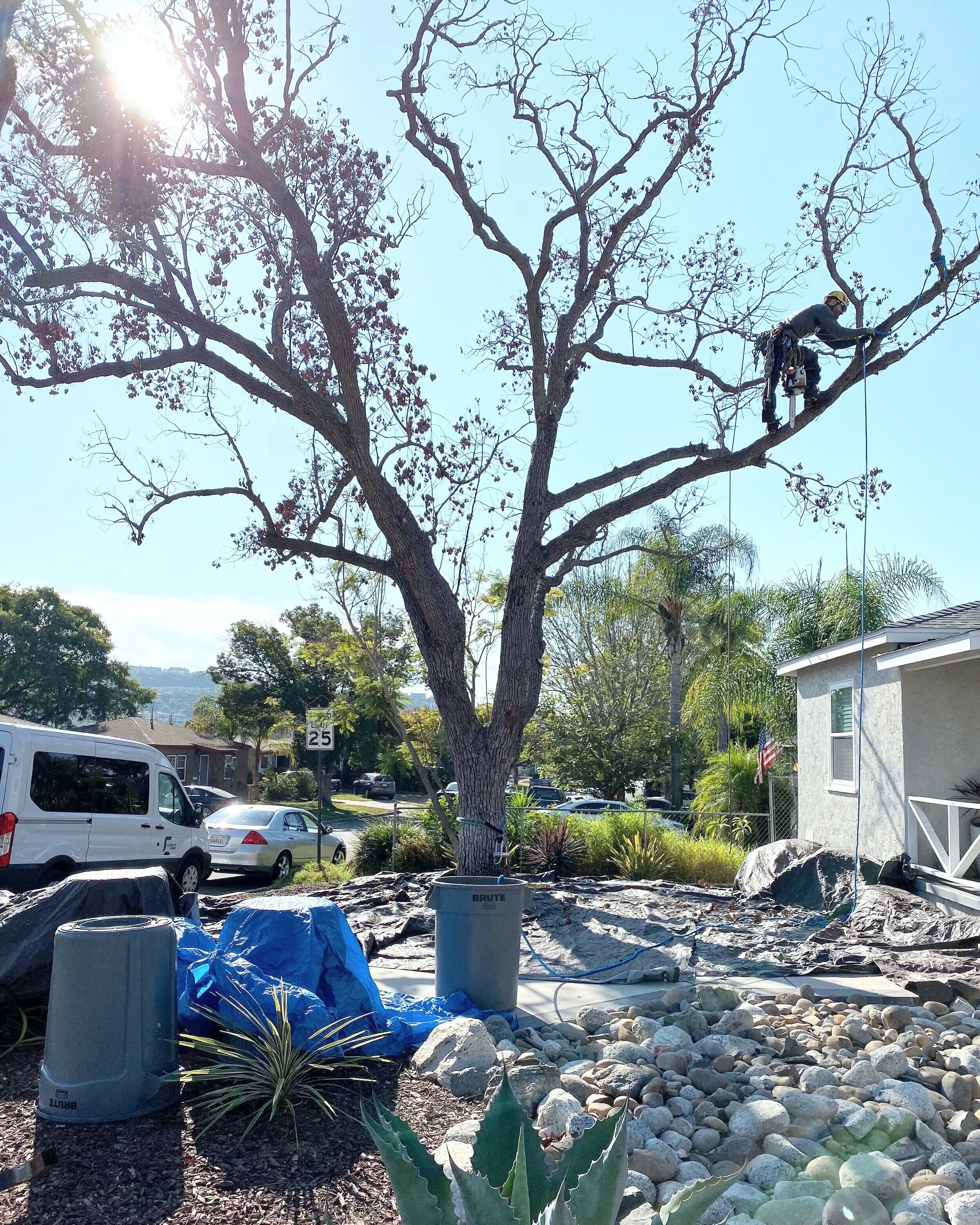 Ocean Beach Arborists gallery 6